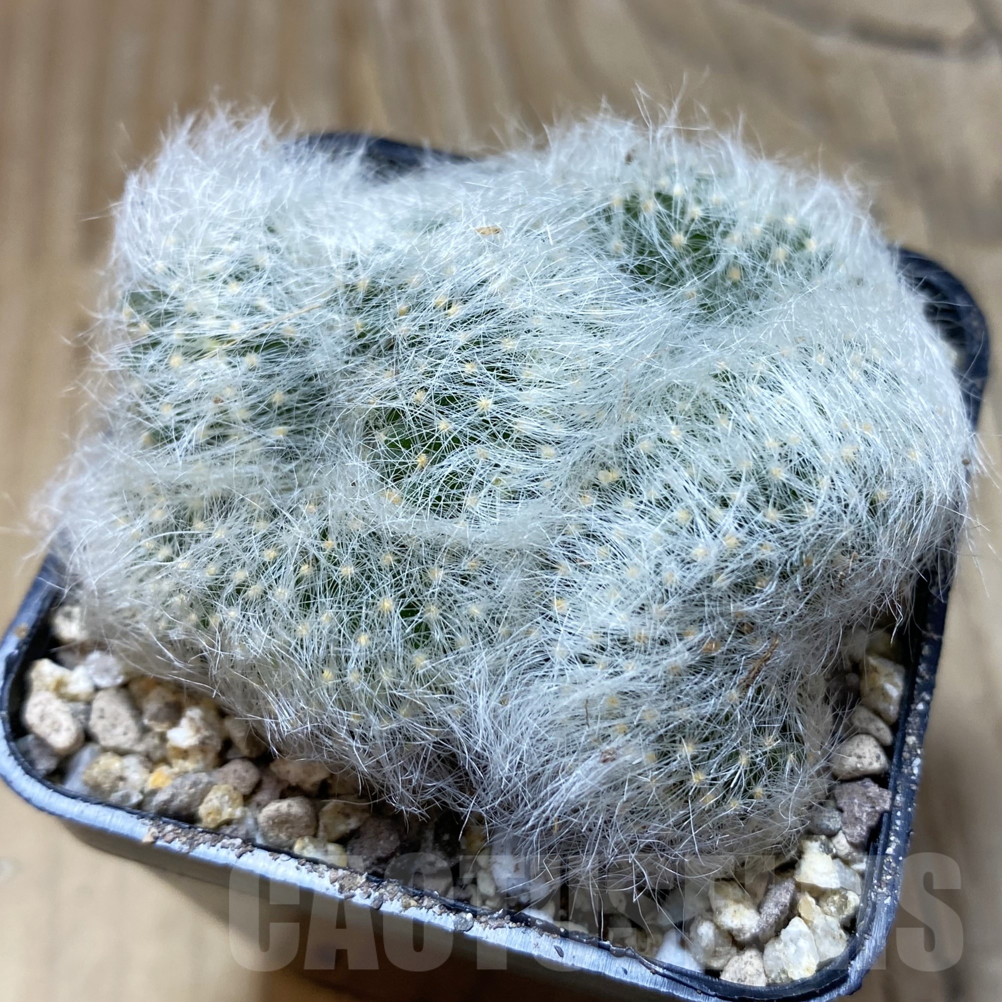 SH19487 Mammillaria baumii f. cristata