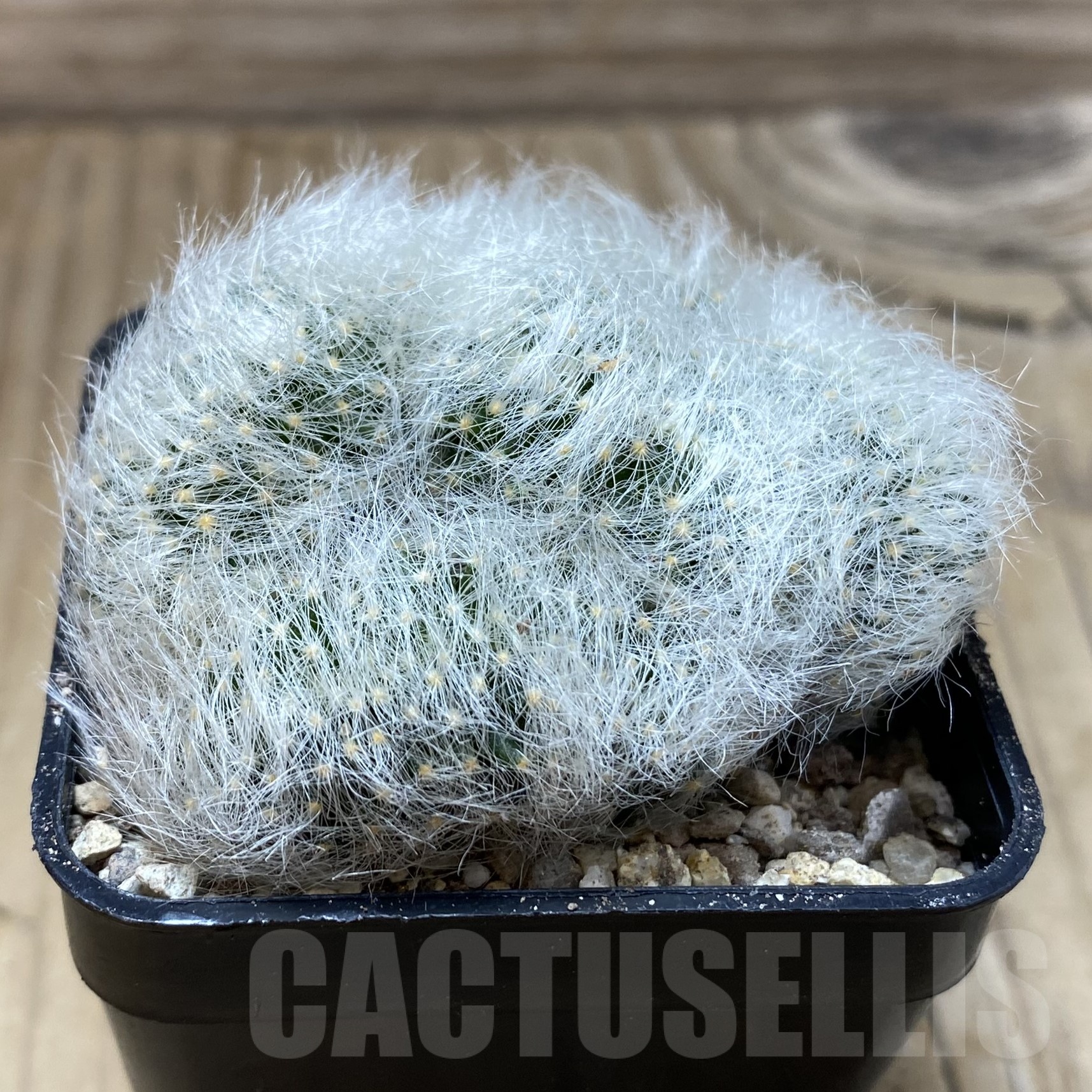 SH19487 Mammillaria baumii f. cristata - Image 2