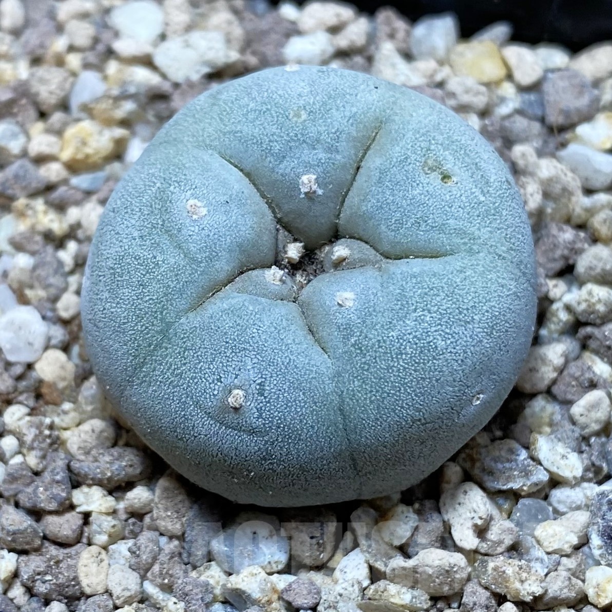 SH19494 Anhalonium frichii
