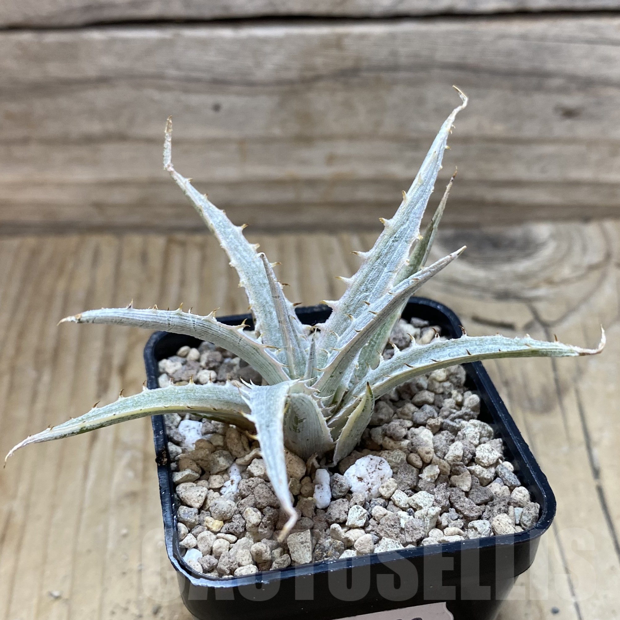 SH19503 Dyckia 'Silver Surfer' - Image 2
