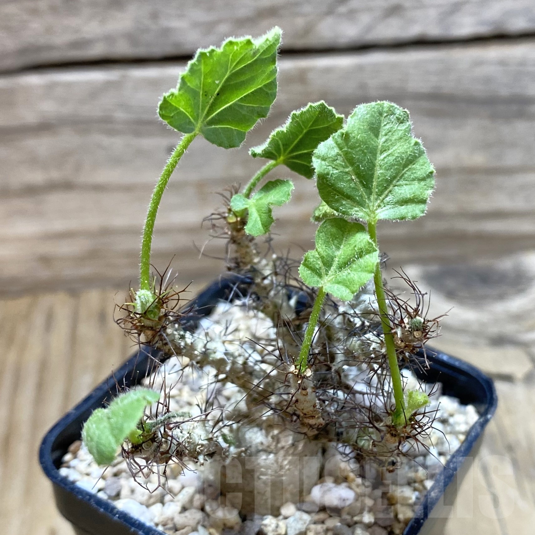 SH19505 Jatropha marginata