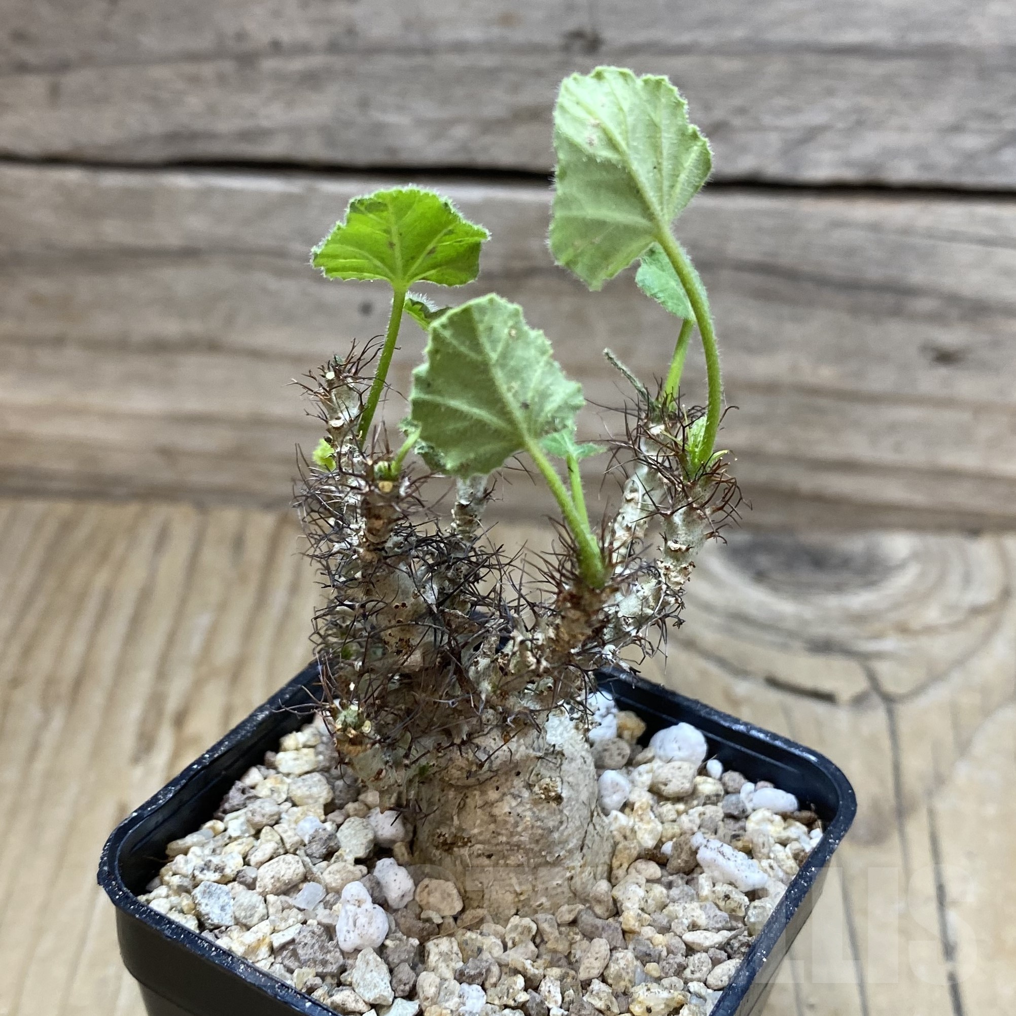 SH19505 Jatropha marginata - Image 3