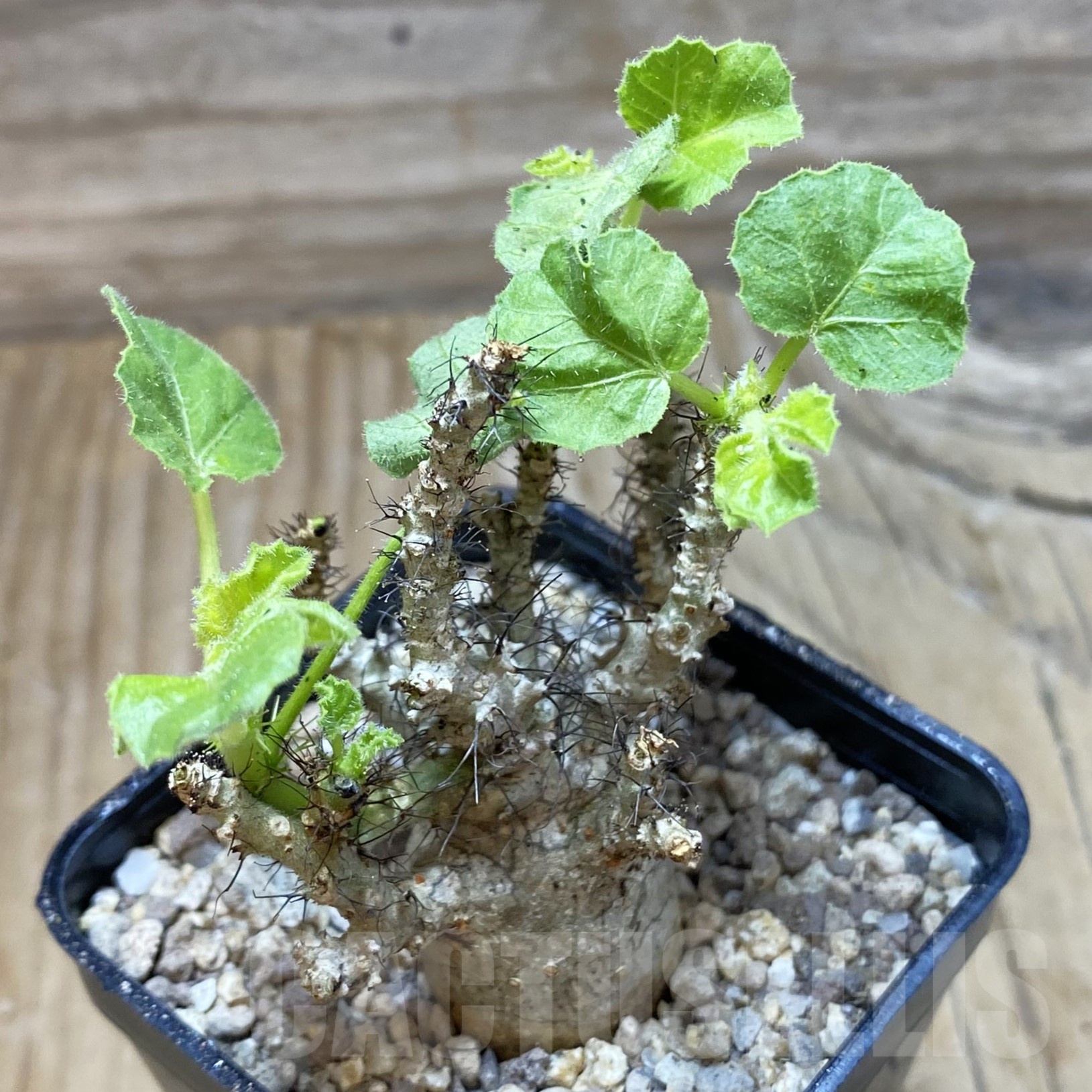 SH19506 Jatropha marginata