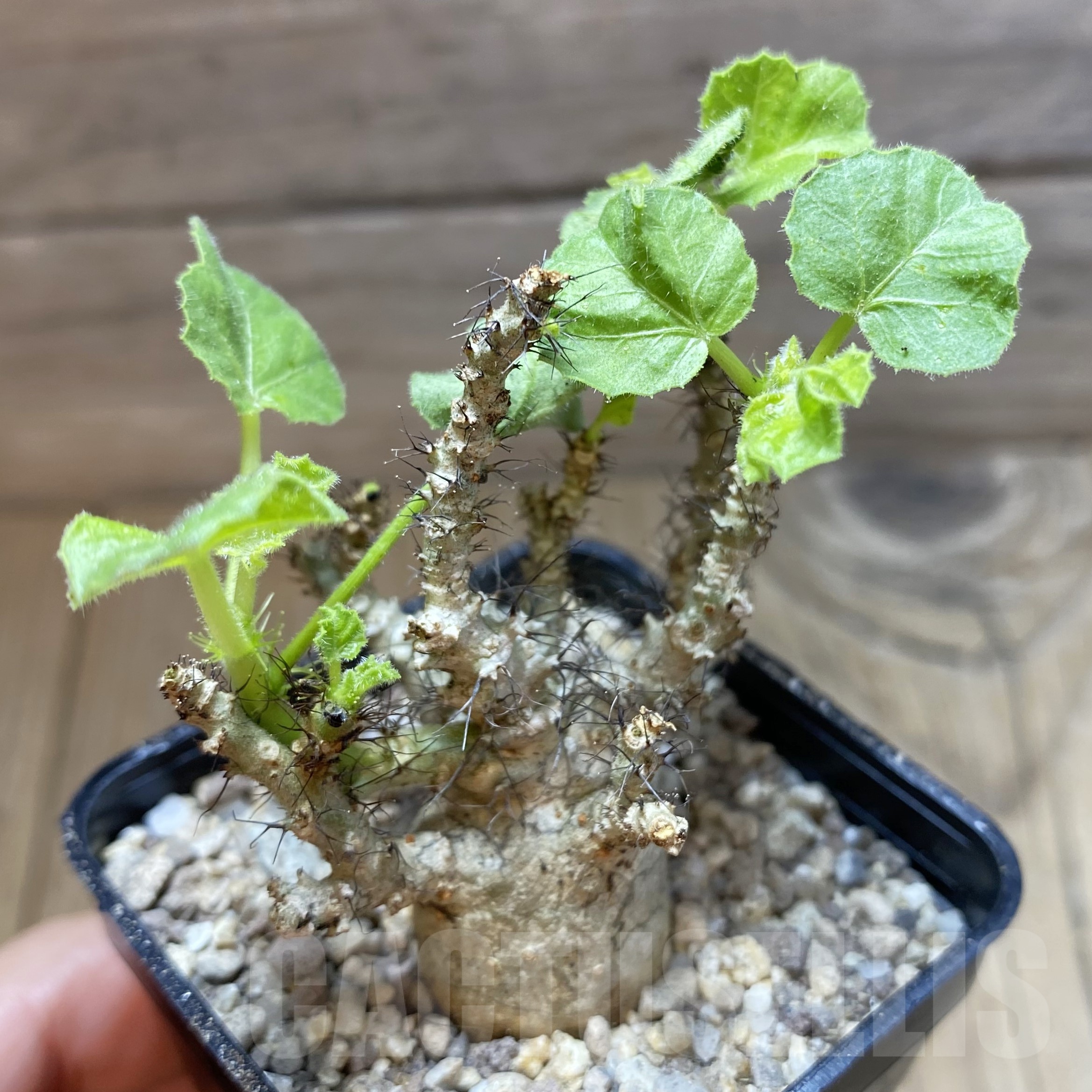SH19506 Jatropha marginata - Image 2