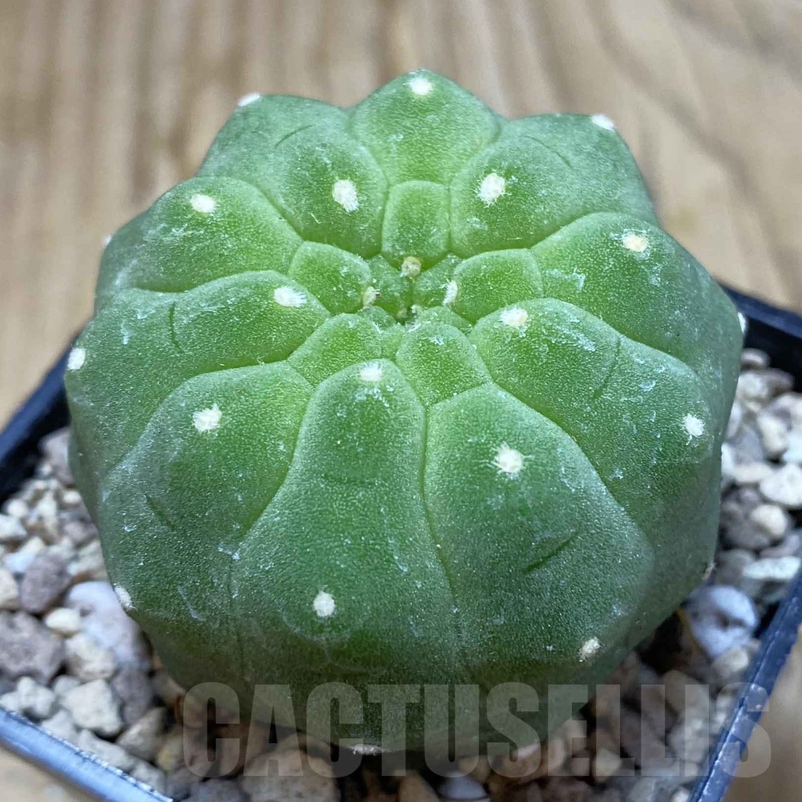 SH19507 Matucana madisoniorum
