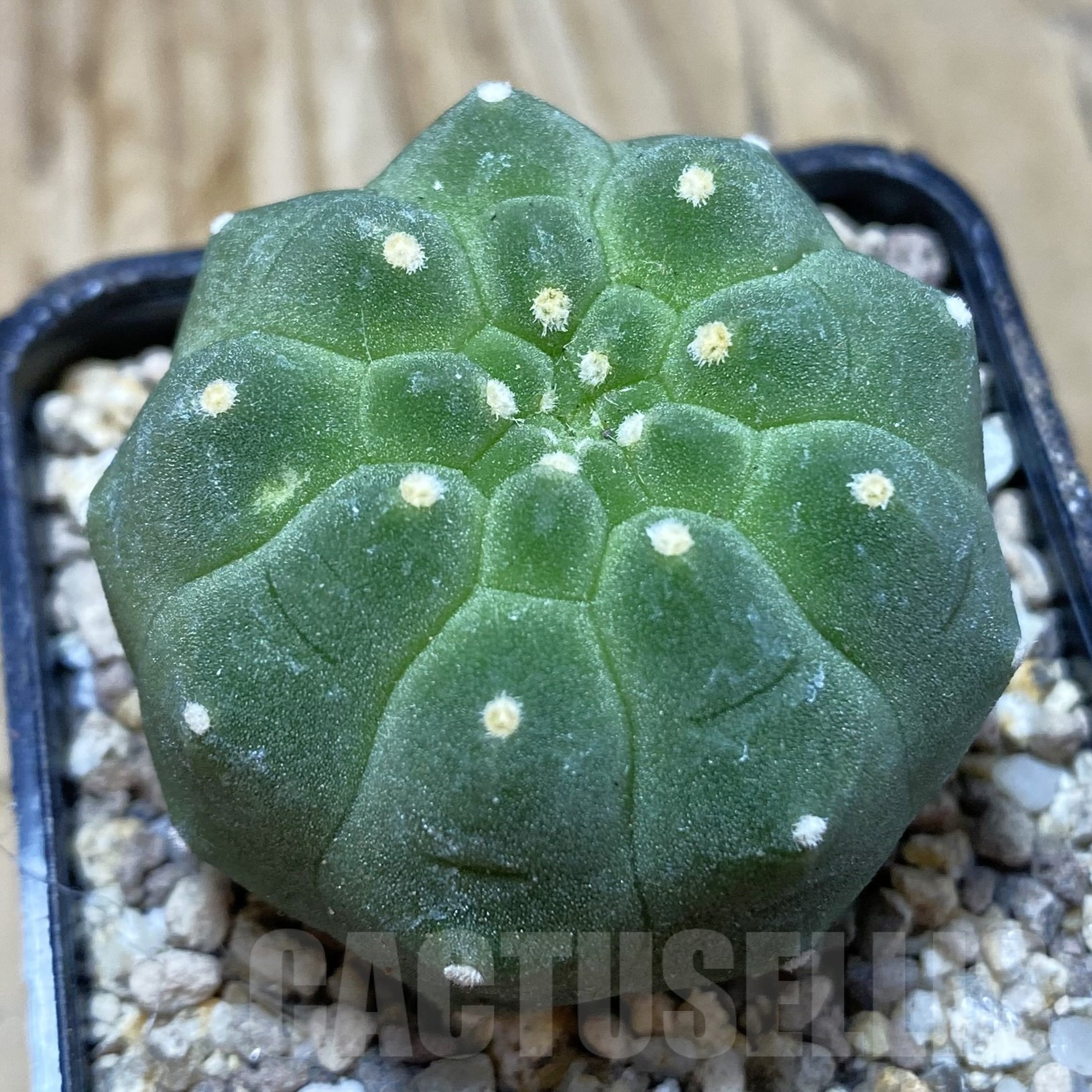 SH19508 Matucana madisoniorum