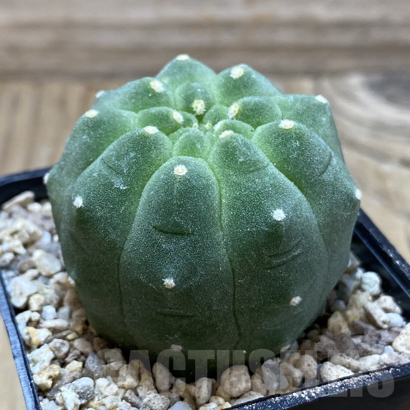 SH19508 Matucana madisoniorum - Image 2