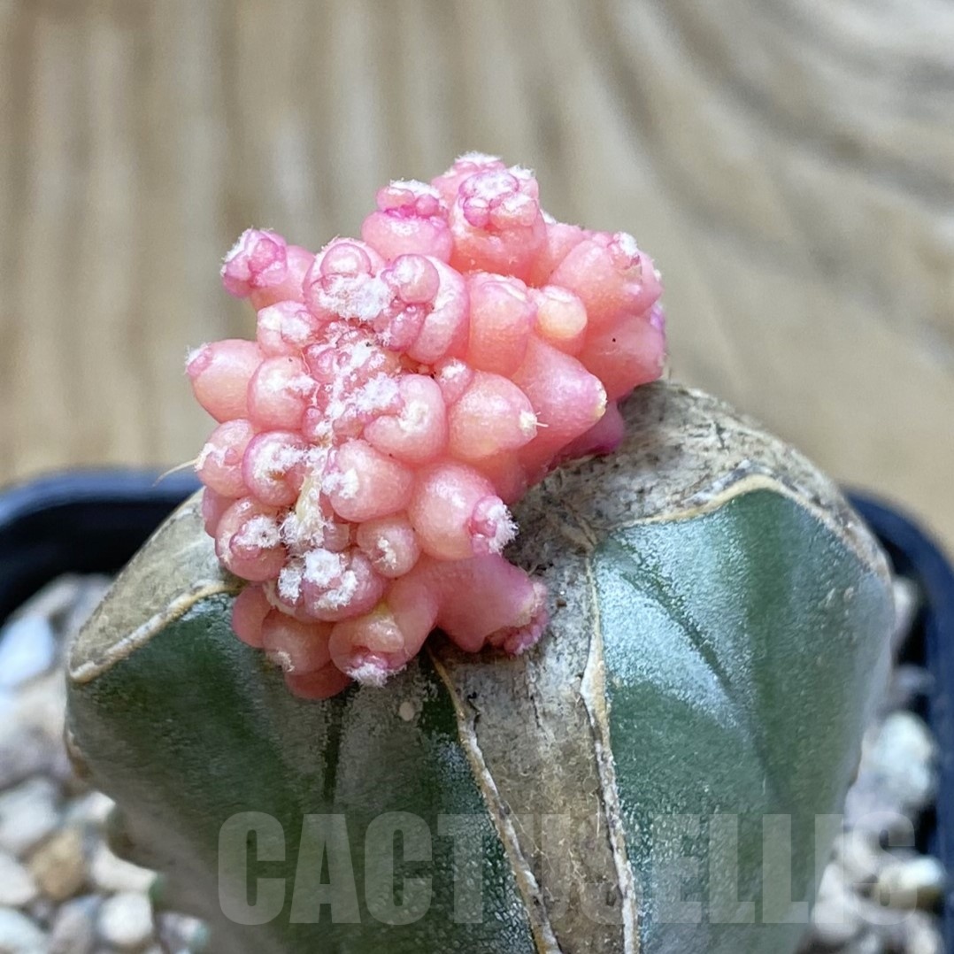 SH19511 Gymnocalycium mihanovichii 'Transformer' f. variegata cristata, grafted