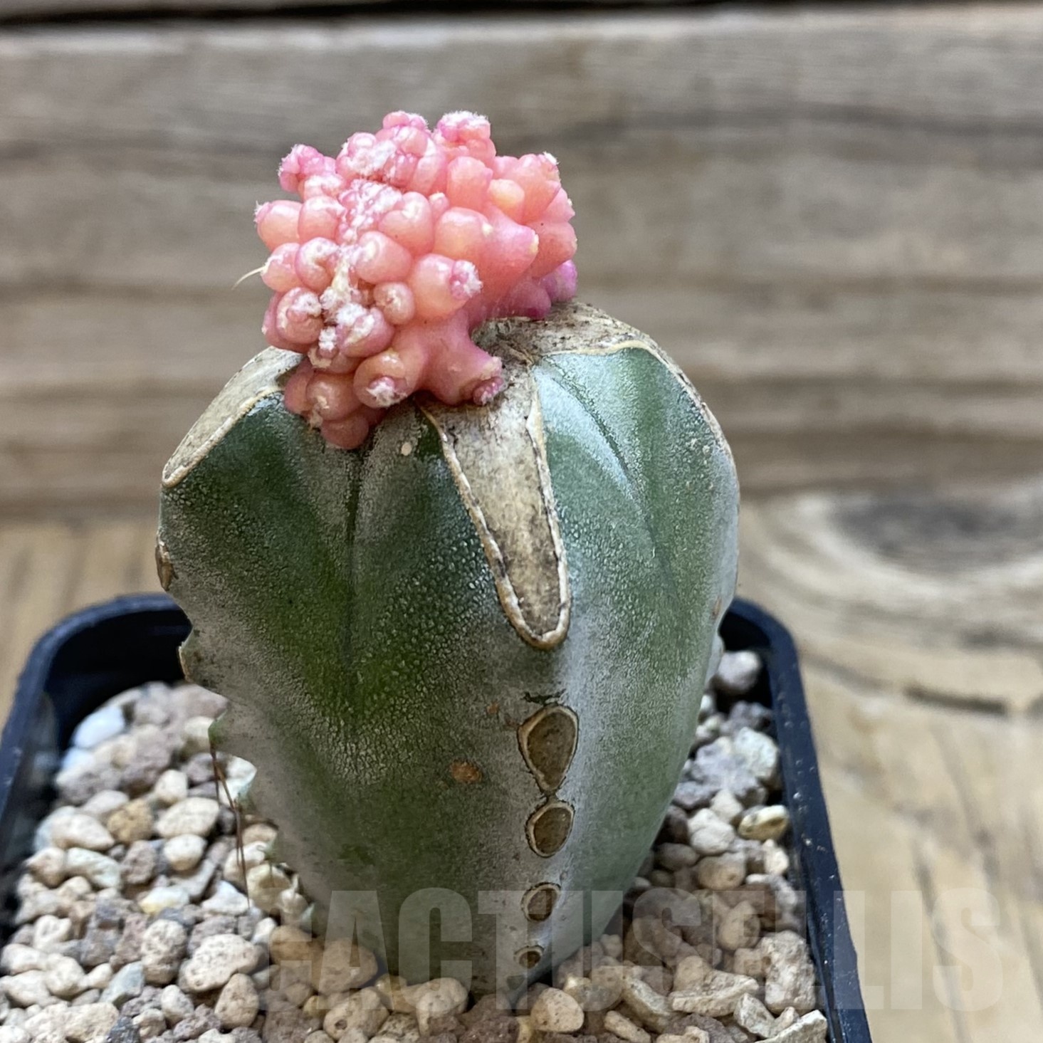 SH19511 Gymnocalycium mihanovichii 'Transformer' f. variegata cristata, grafted - Image 2