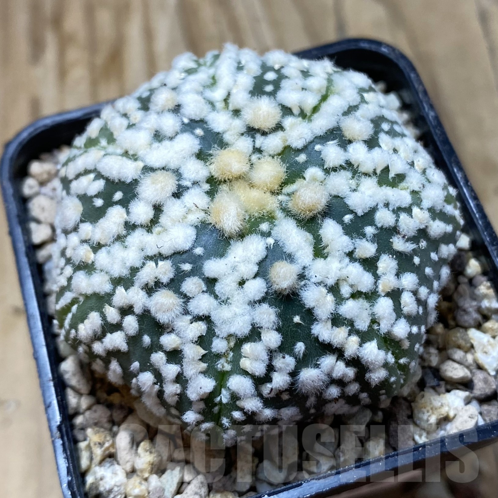 SH19522 Astrophytum asterias ‘Hanazono’