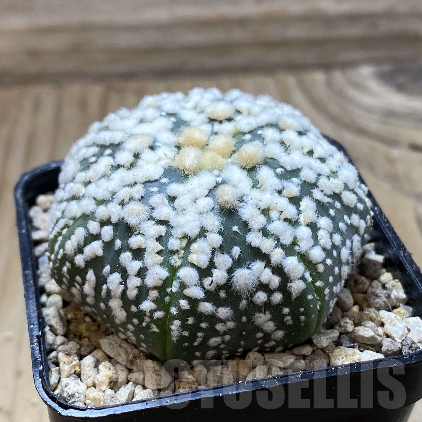 SH19522 Astrophytum asterias ‘Hanazono’ - Image 2
