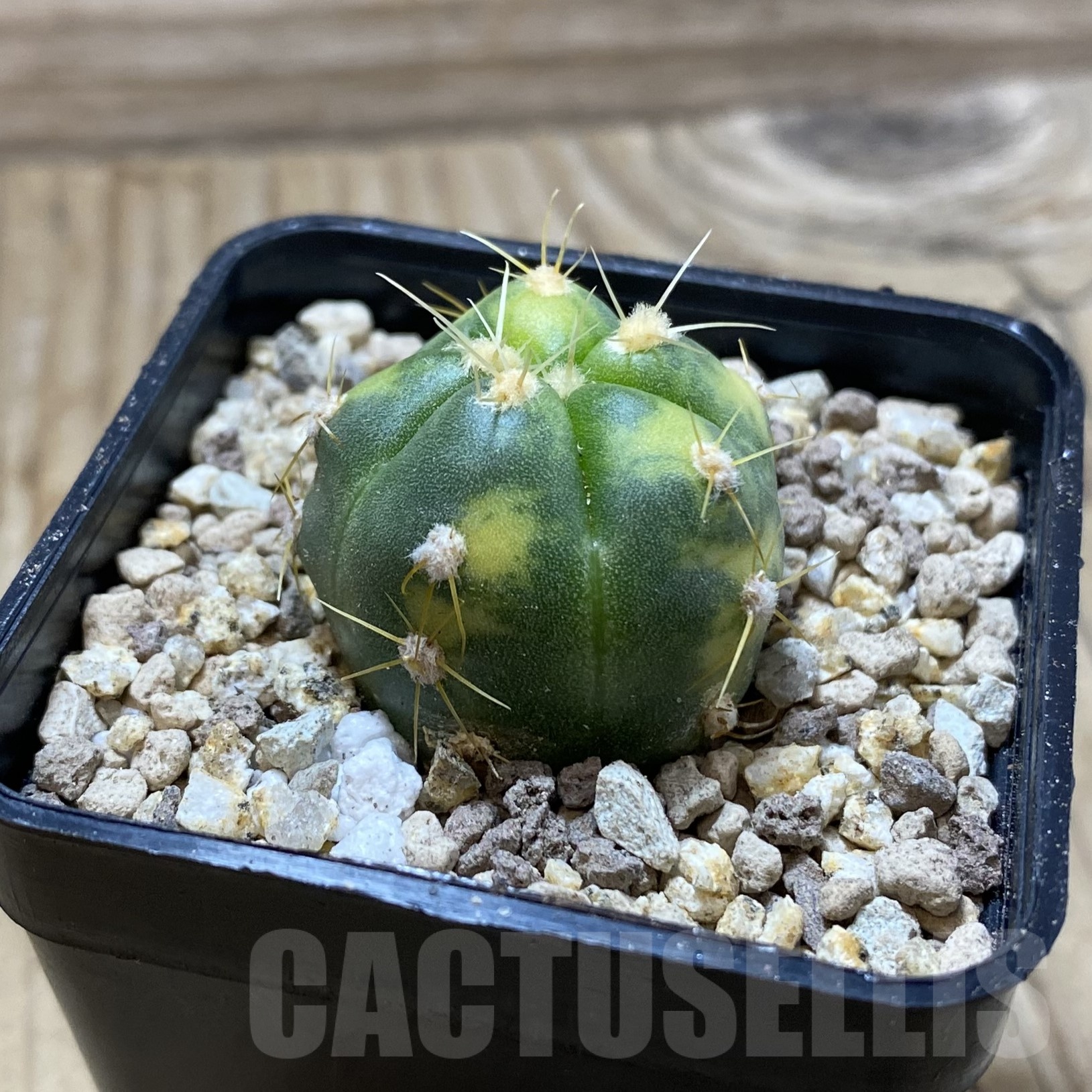 SH19530 Gymnocalycium horstii f. variegata - Image 2
