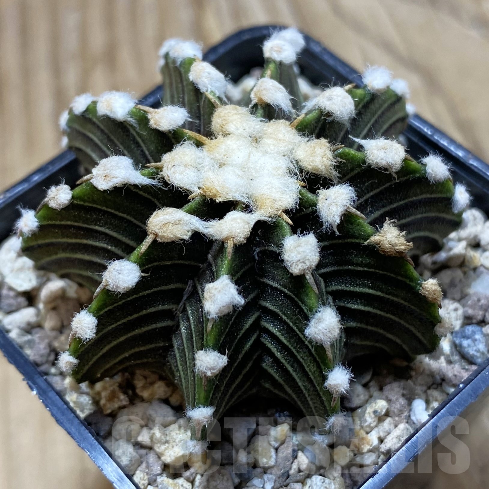 SH19533 Gymnocalycium friedrichii VOS1241