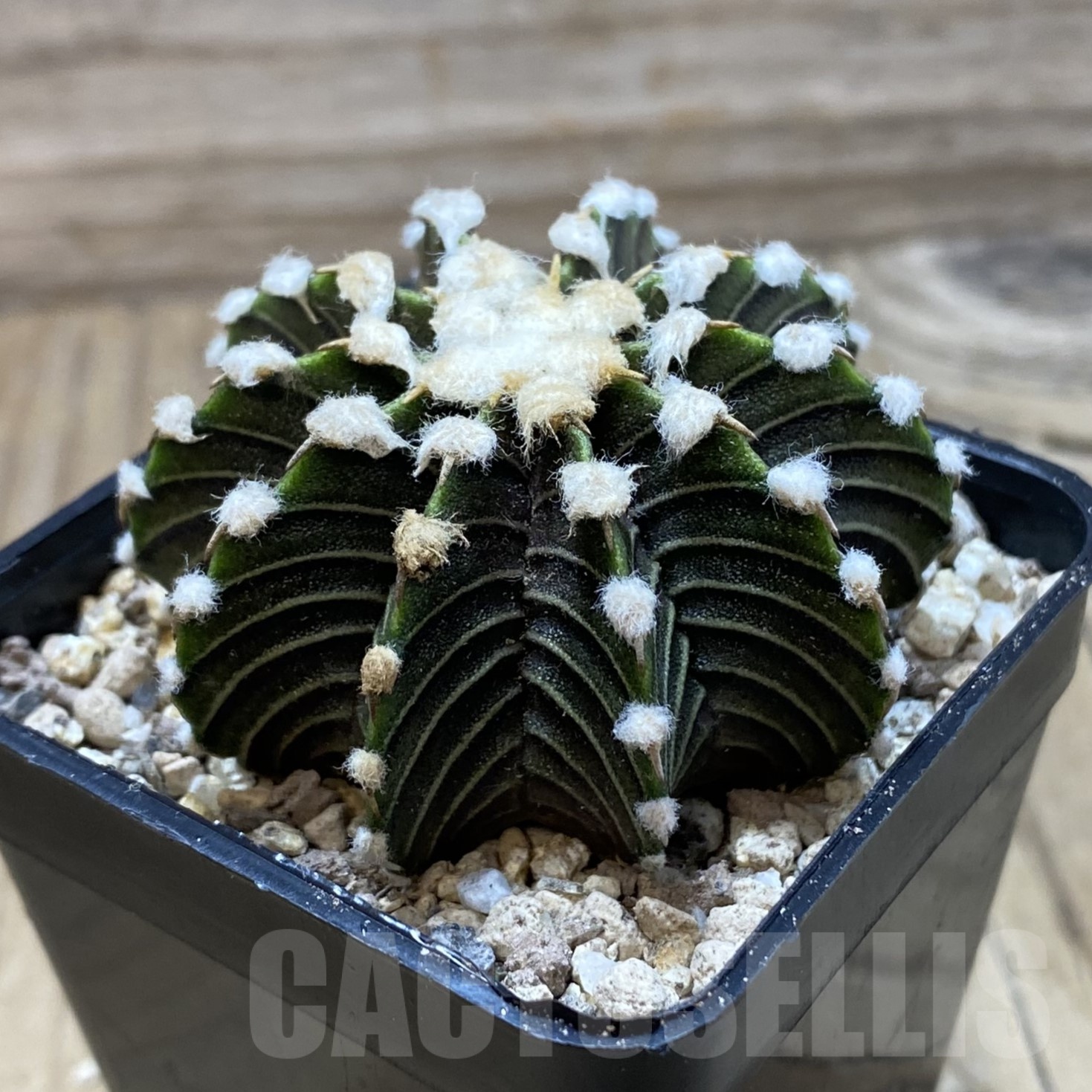 SH19533 Gymnocalycium friedrichii VOS1241 - Image 2