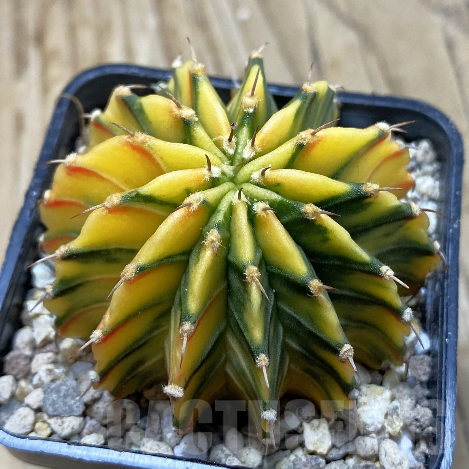 SH19542 Gymnocalycium friedrichii LB f. variegata, seedling - Image 2