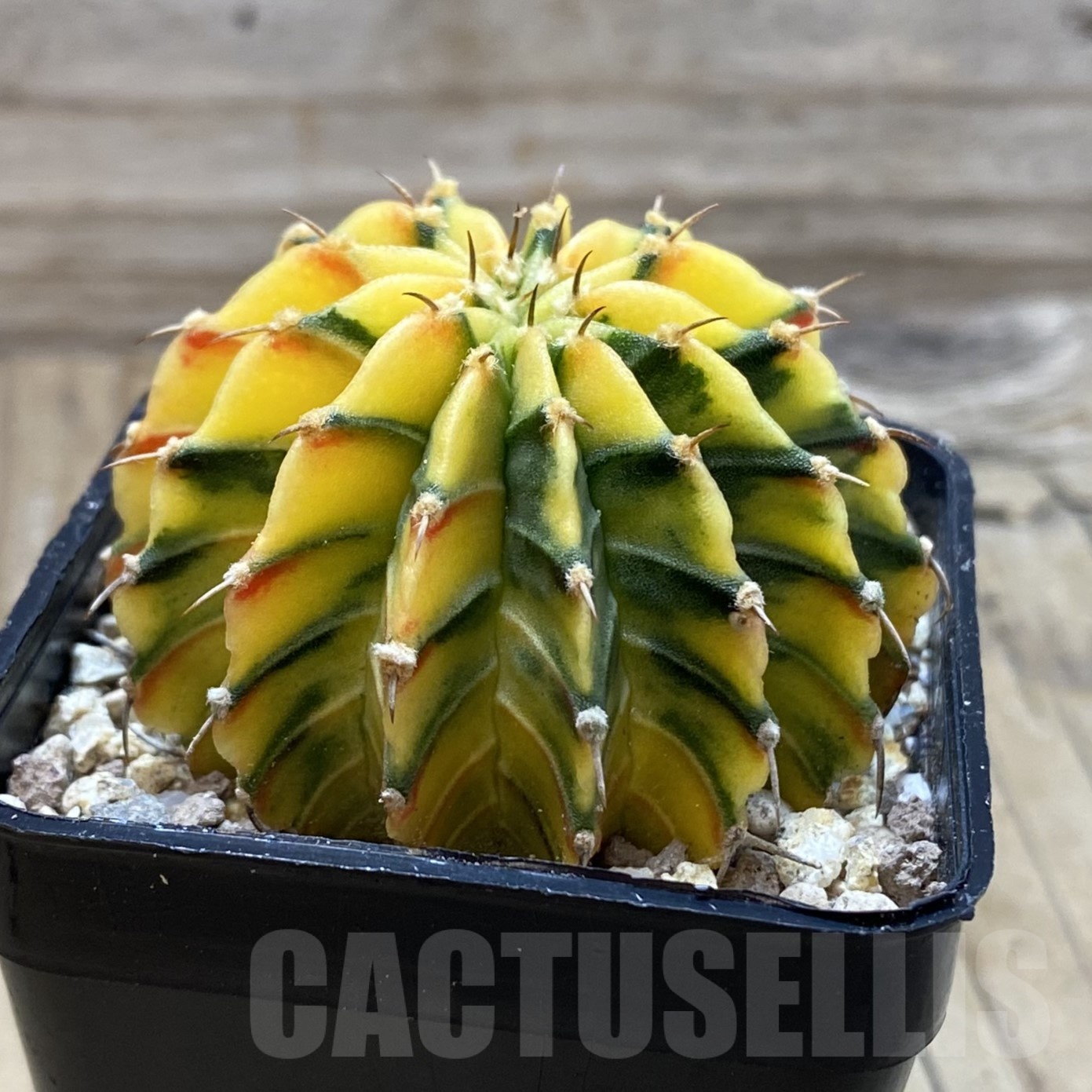 SH19542 Gymnocalycium friedrichii LB f. variegata, seedling - Image 3
