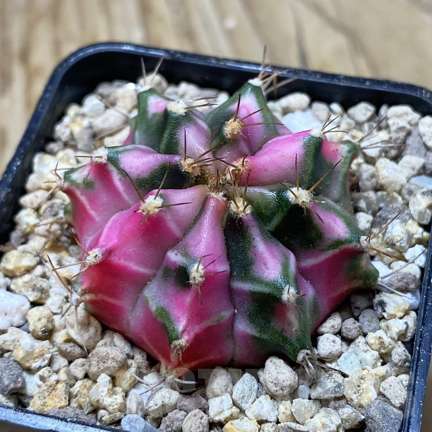 SH19543 Gymnocalycium mihanovichii 'Pink Diamond'