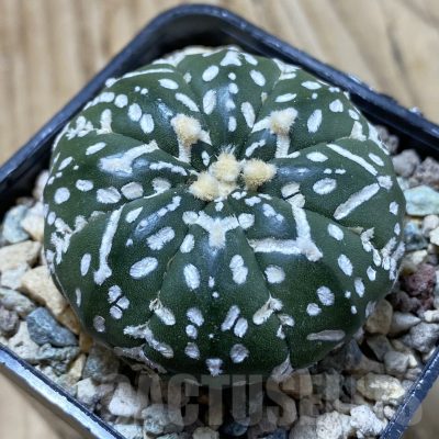 SH24412 Astrophytum asterias ‘Super Kabuto’ V-type f. nudum