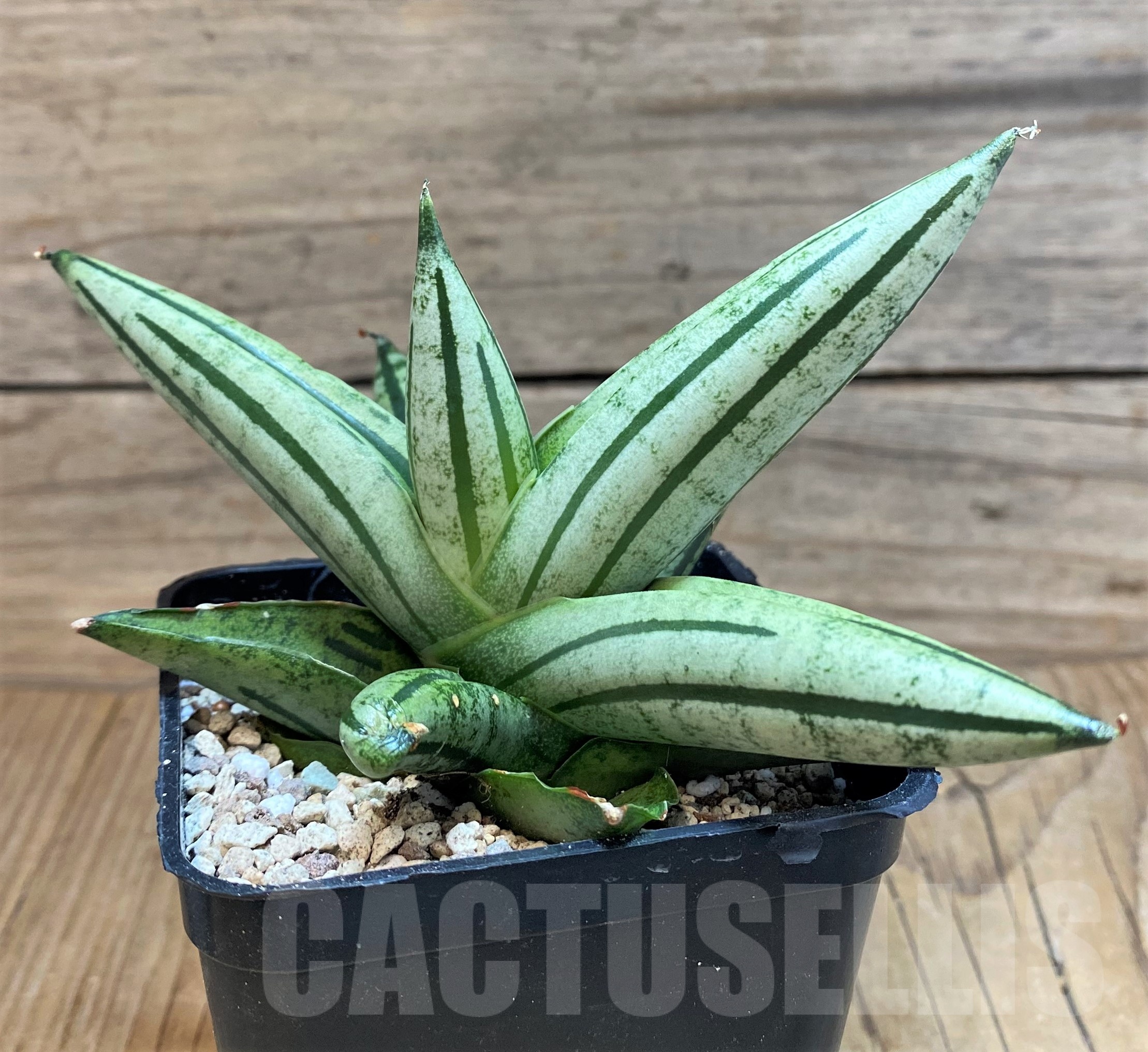 SH19616 Sansevieria 'Fatman'