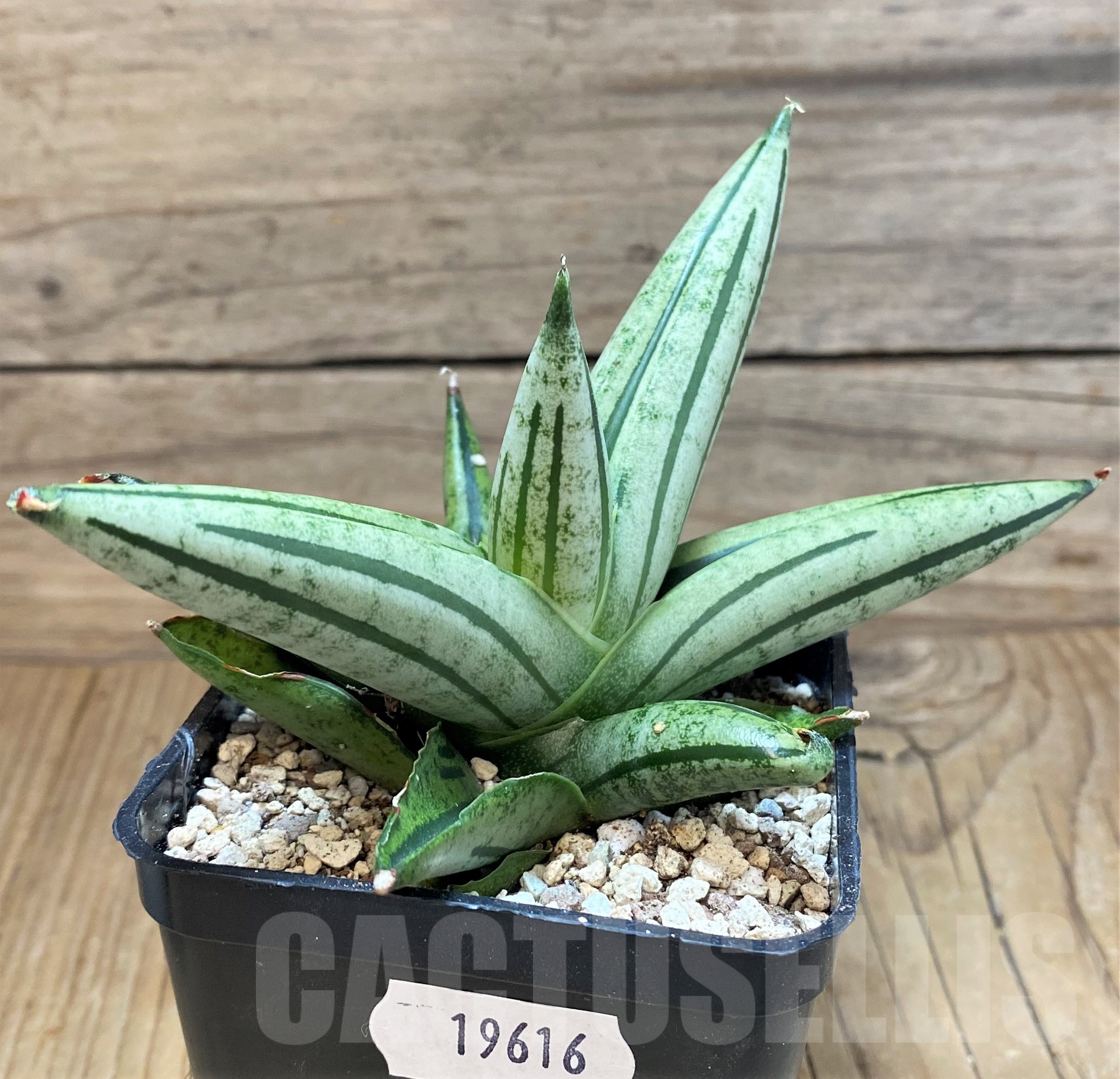SH19616 Sansevieria 'Fatman' - Image 2