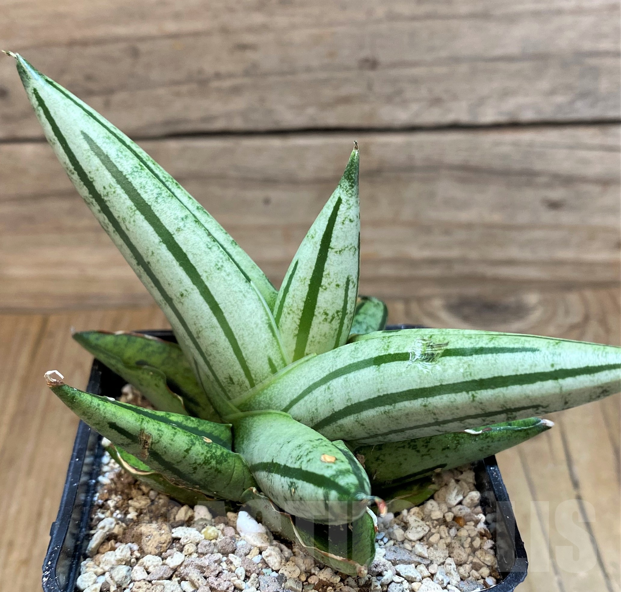 SH19616 Sansevieria 'Fatman' - Image 3