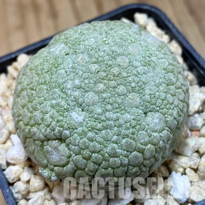 SH32295 Pseudolithos migiurtinus