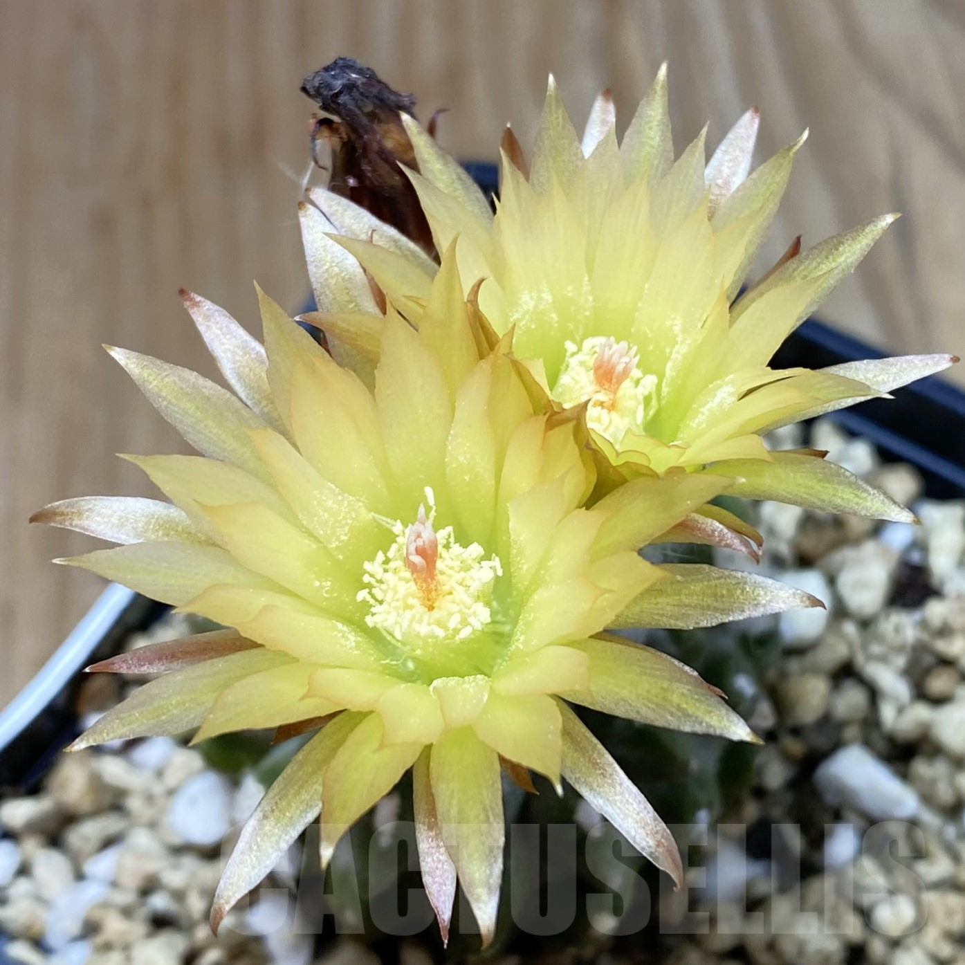 SH7077 Neoporteria deherdtiana