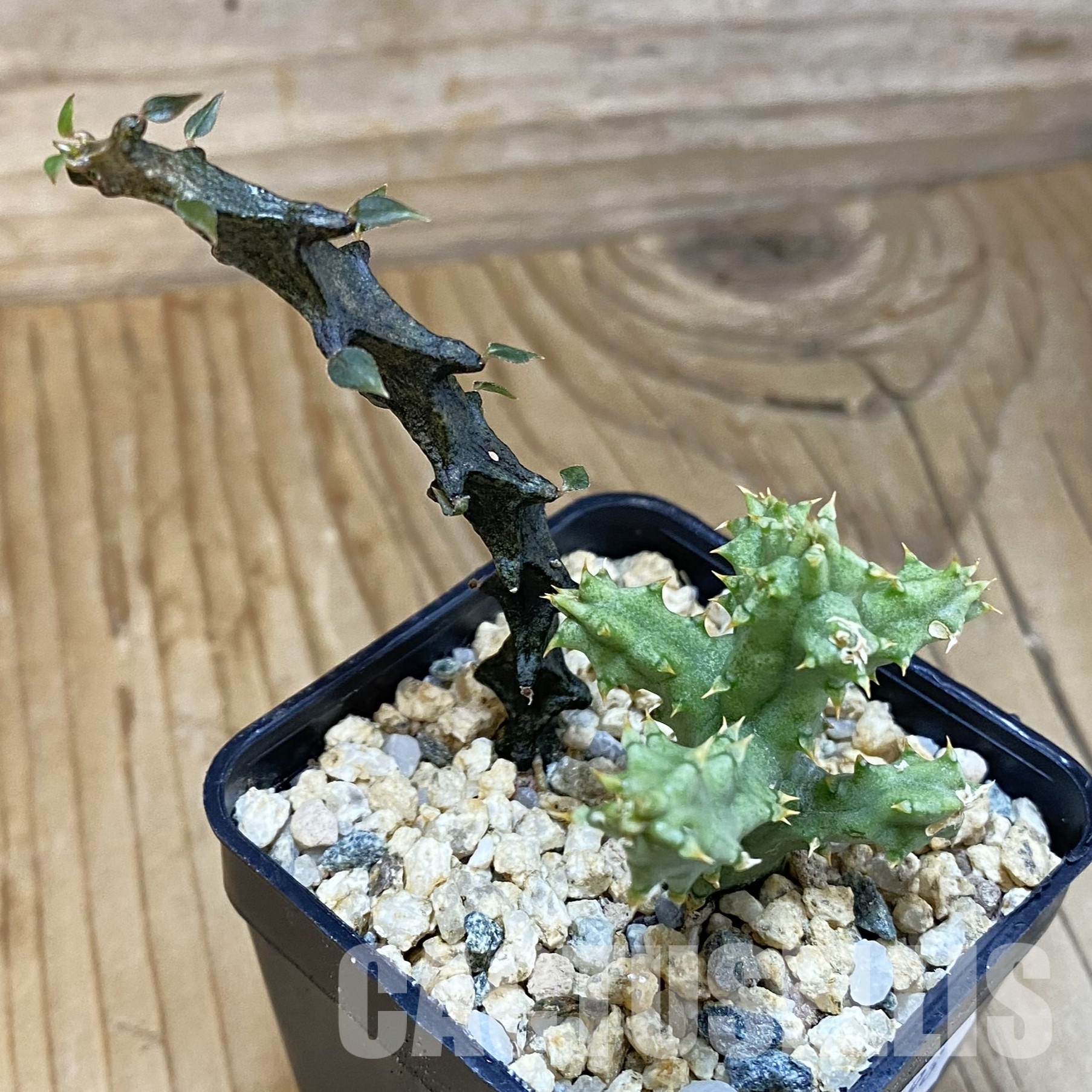 SH32298 Edithcolea grandis + Ceropegia bosseri - Image 2