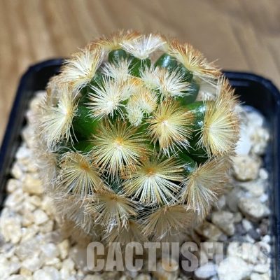 SH32300 Mammillaria carmenae hybrid