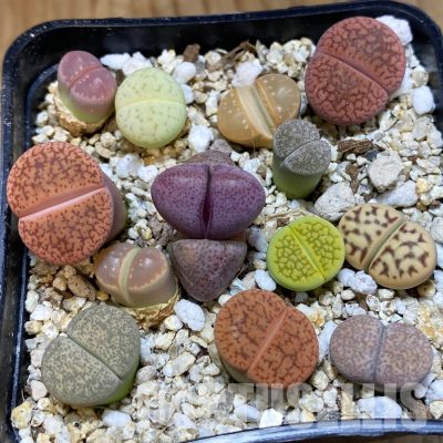 SH32303 Lithops mix