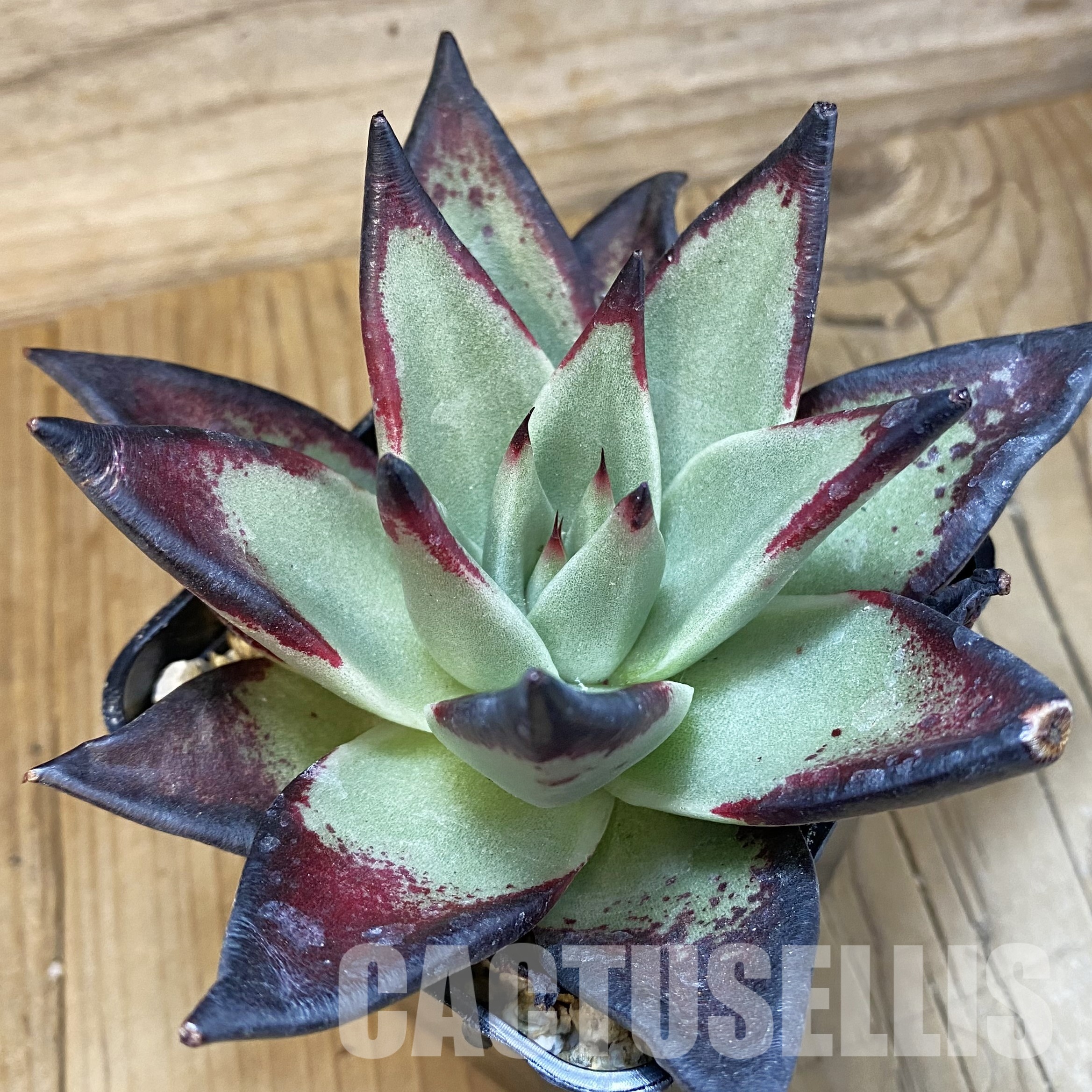 SH32311 Echeveria agavoides ‘Black Ebony’