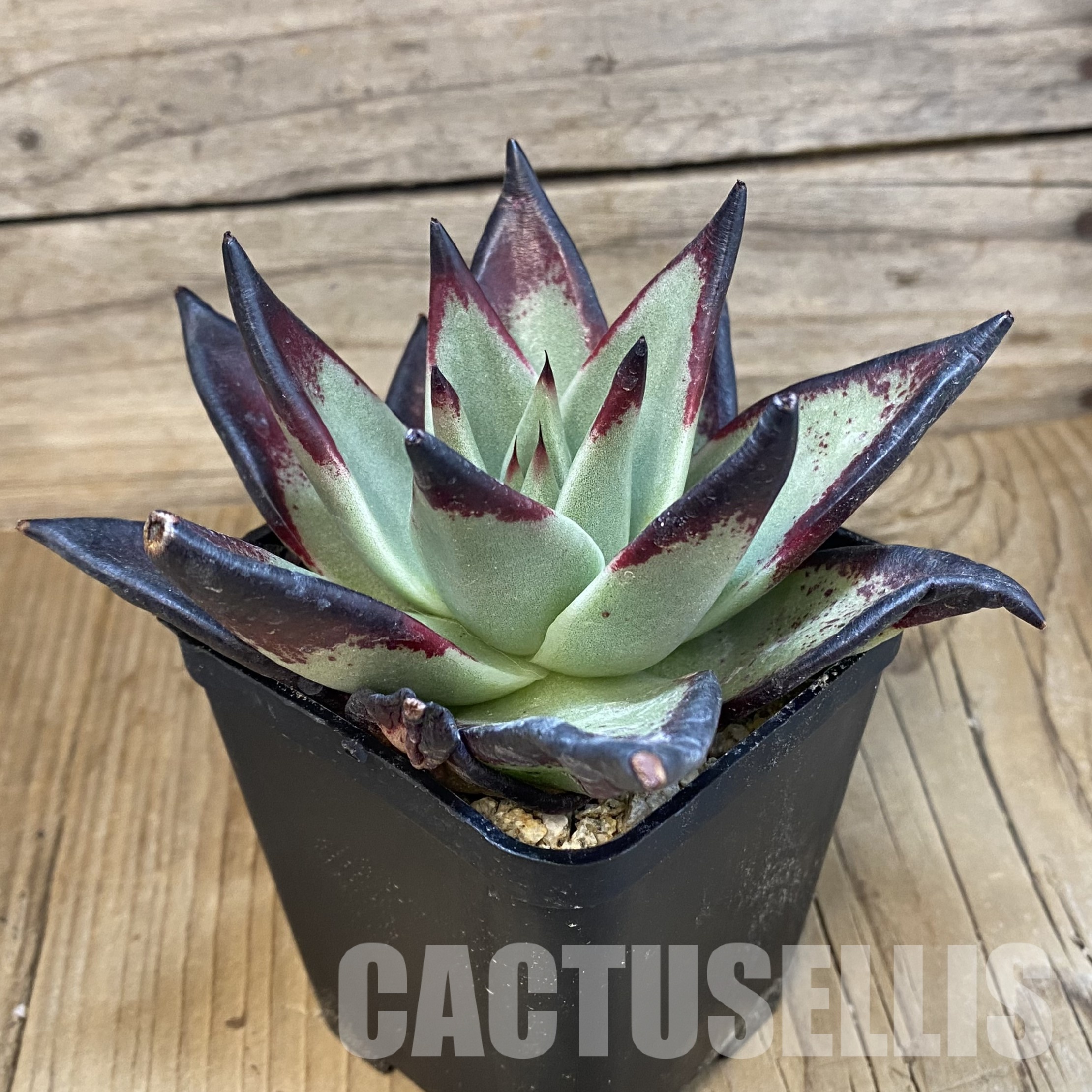 SH32311 Echeveria agavoides ‘Black Ebony’ - Image 2