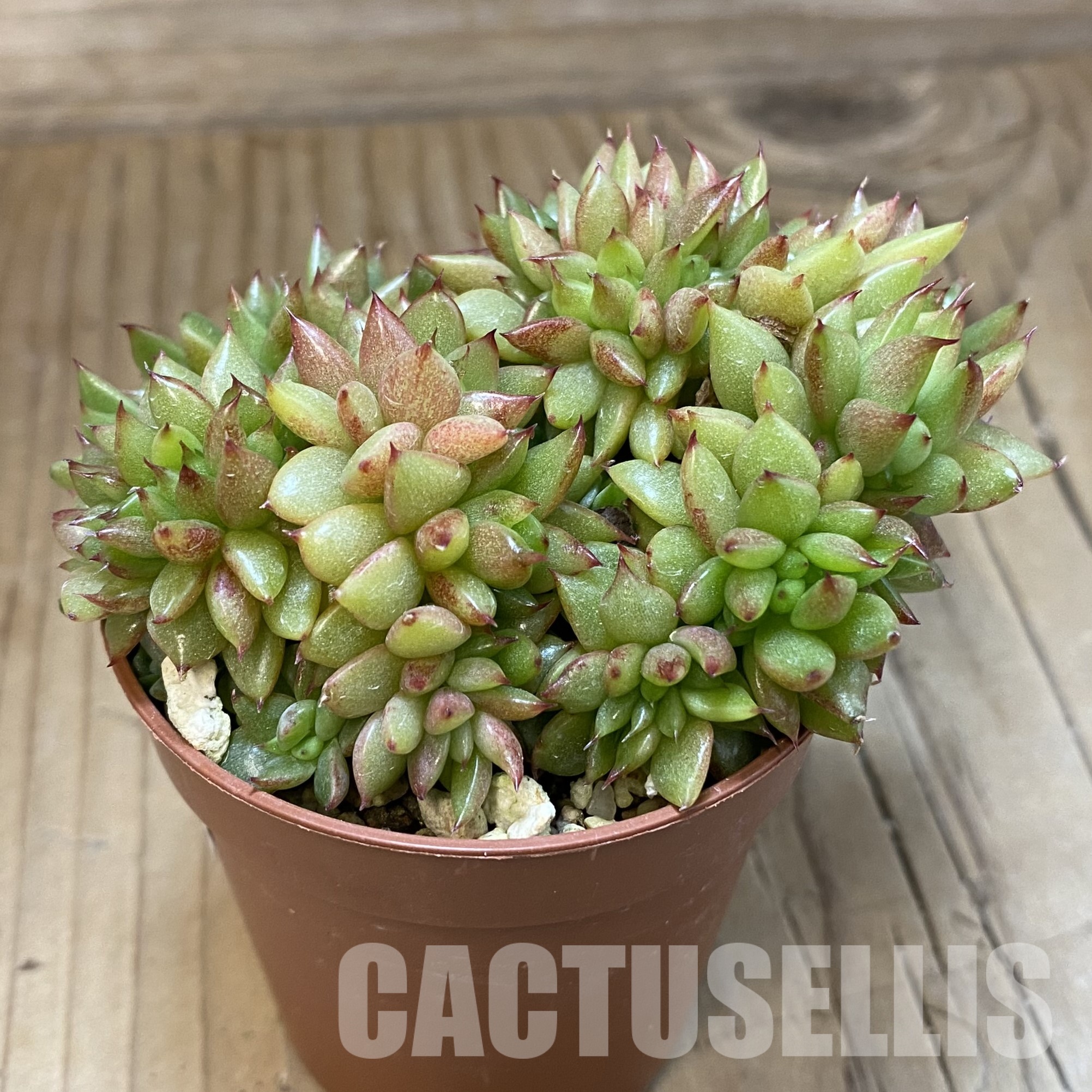 SH32312 Echeveria agavoides f. cristata - Image 2