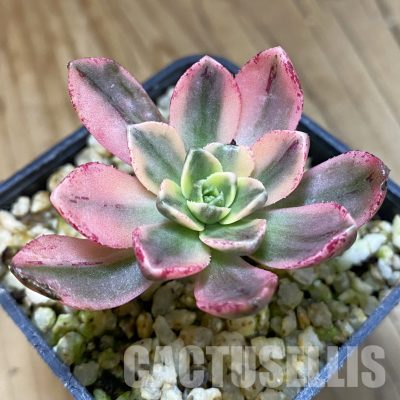 SH32314 Aeonium 'Sweet Tea'