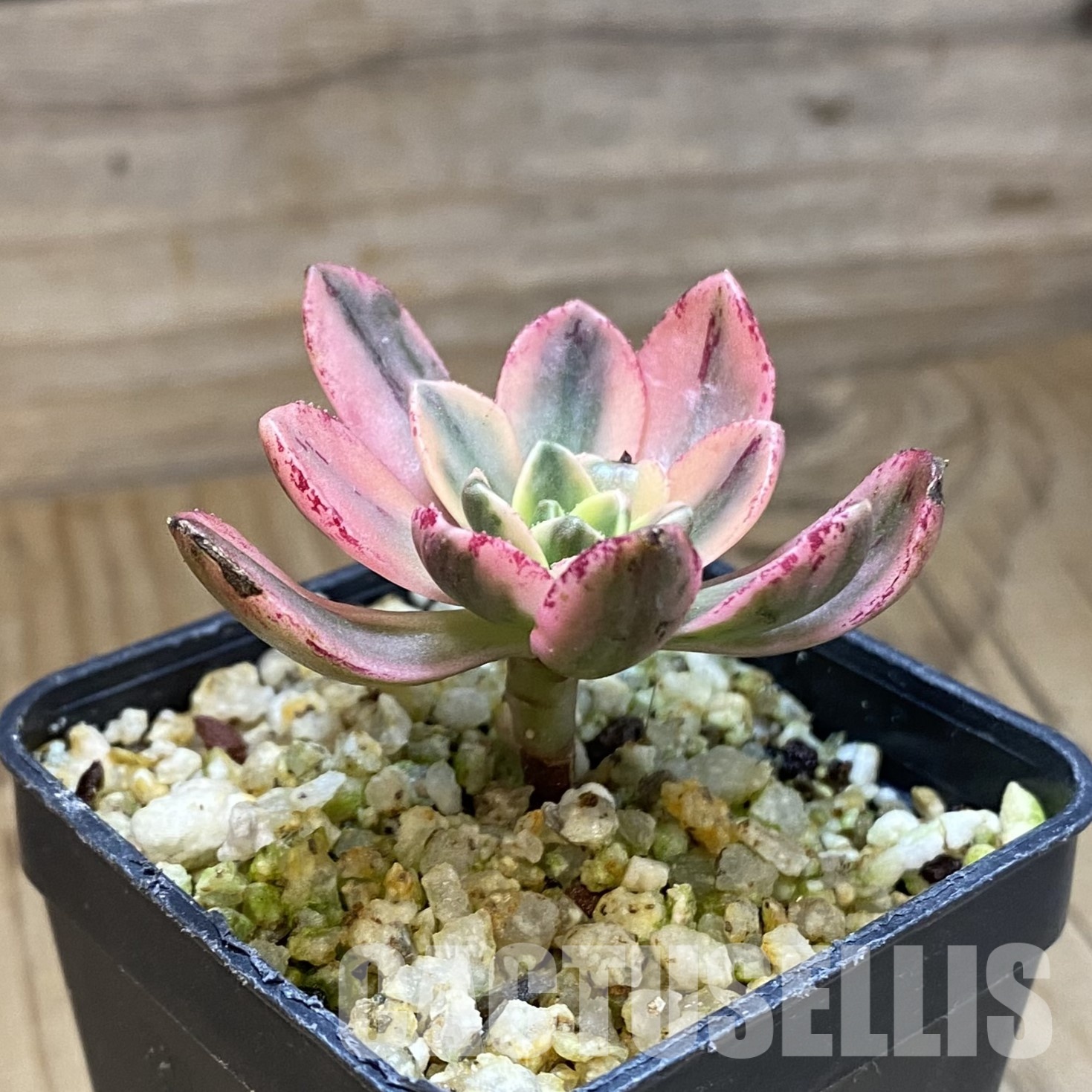 SH32314 Aeonium 'Sweet Tea' - Image 2