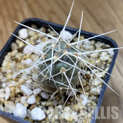 SH32317 Tephrocactus fiambalensis, seedling