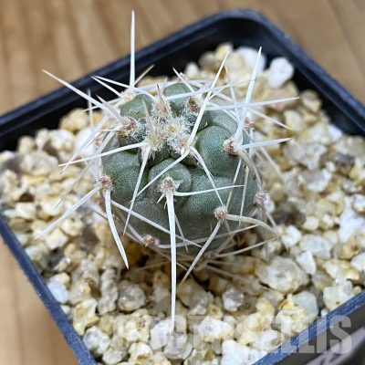SH32318 Tephrocactus fiambalensis, seedling
