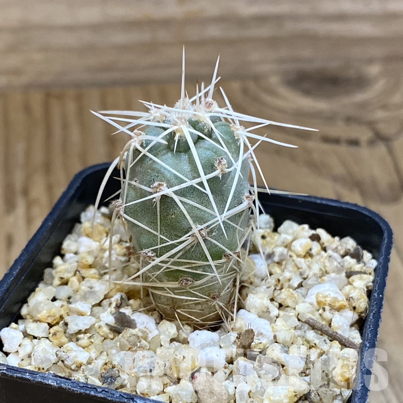 SH32318 Tephrocactus fiambalensis, seedling - Image 2