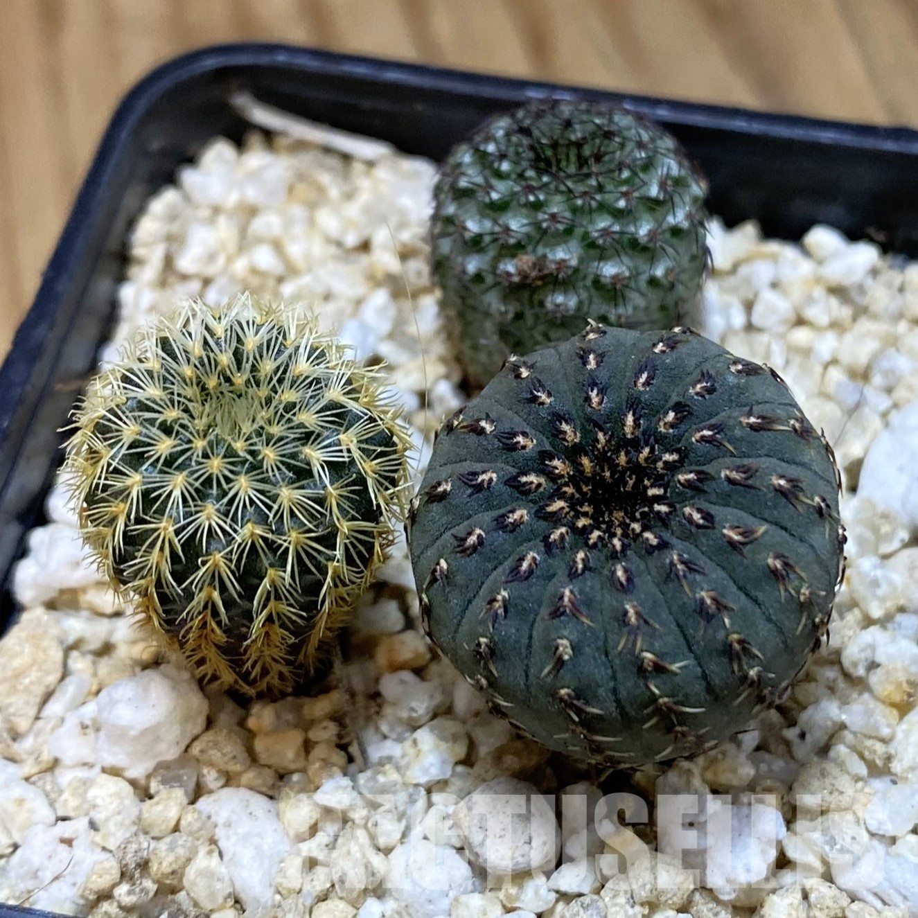 SH32319 Frailea mix