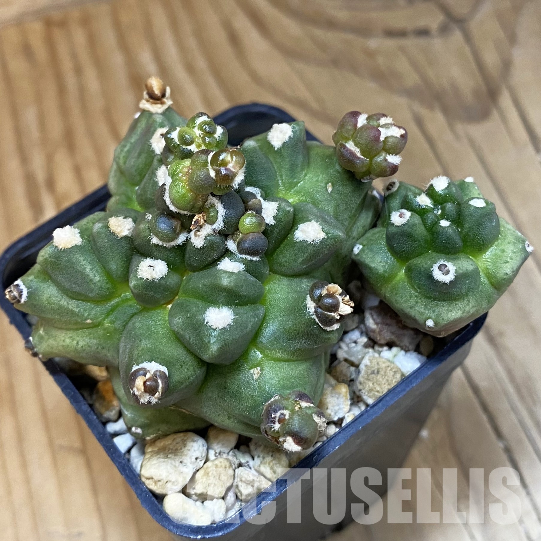 SH32320 Gymnocalycium mihanovichii ‘Transformer’