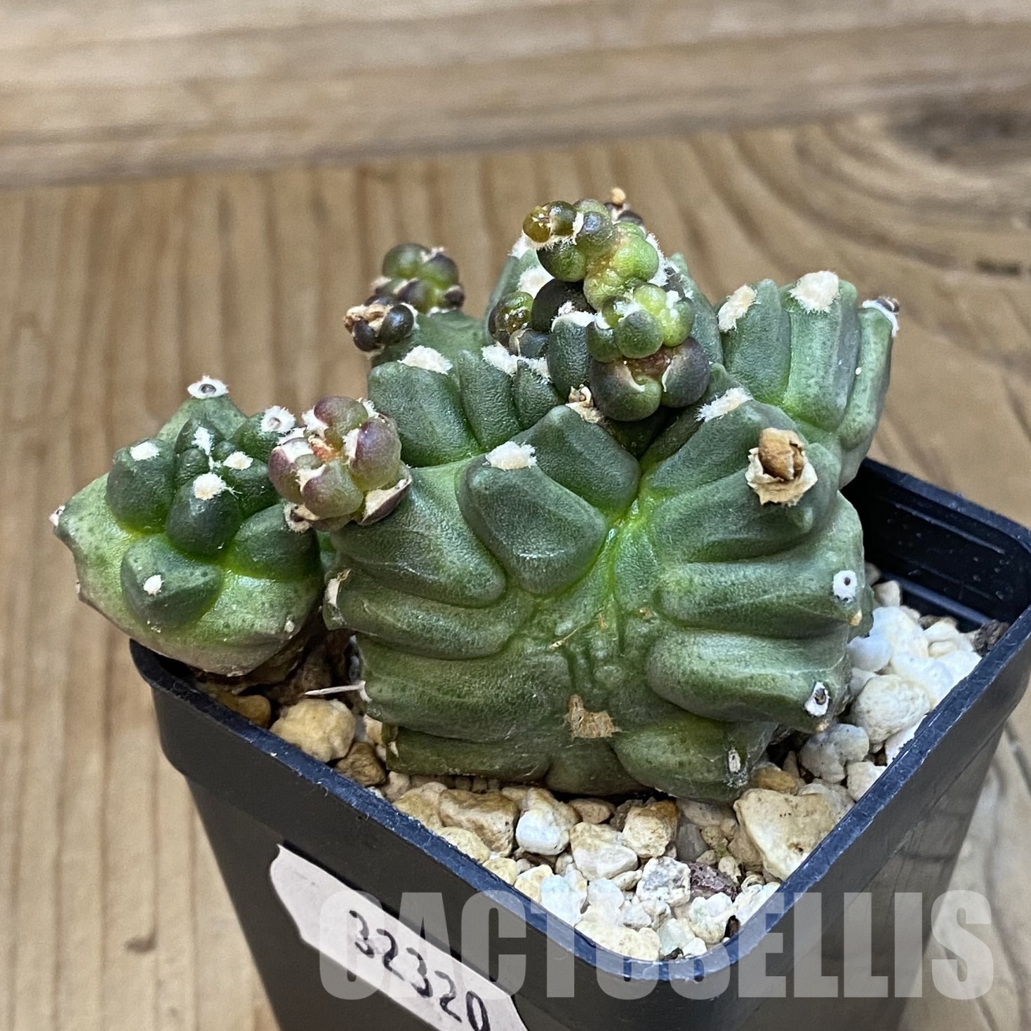 SH32320 Gymnocalycium mihanovichii ‘Transformer’ - Image 2