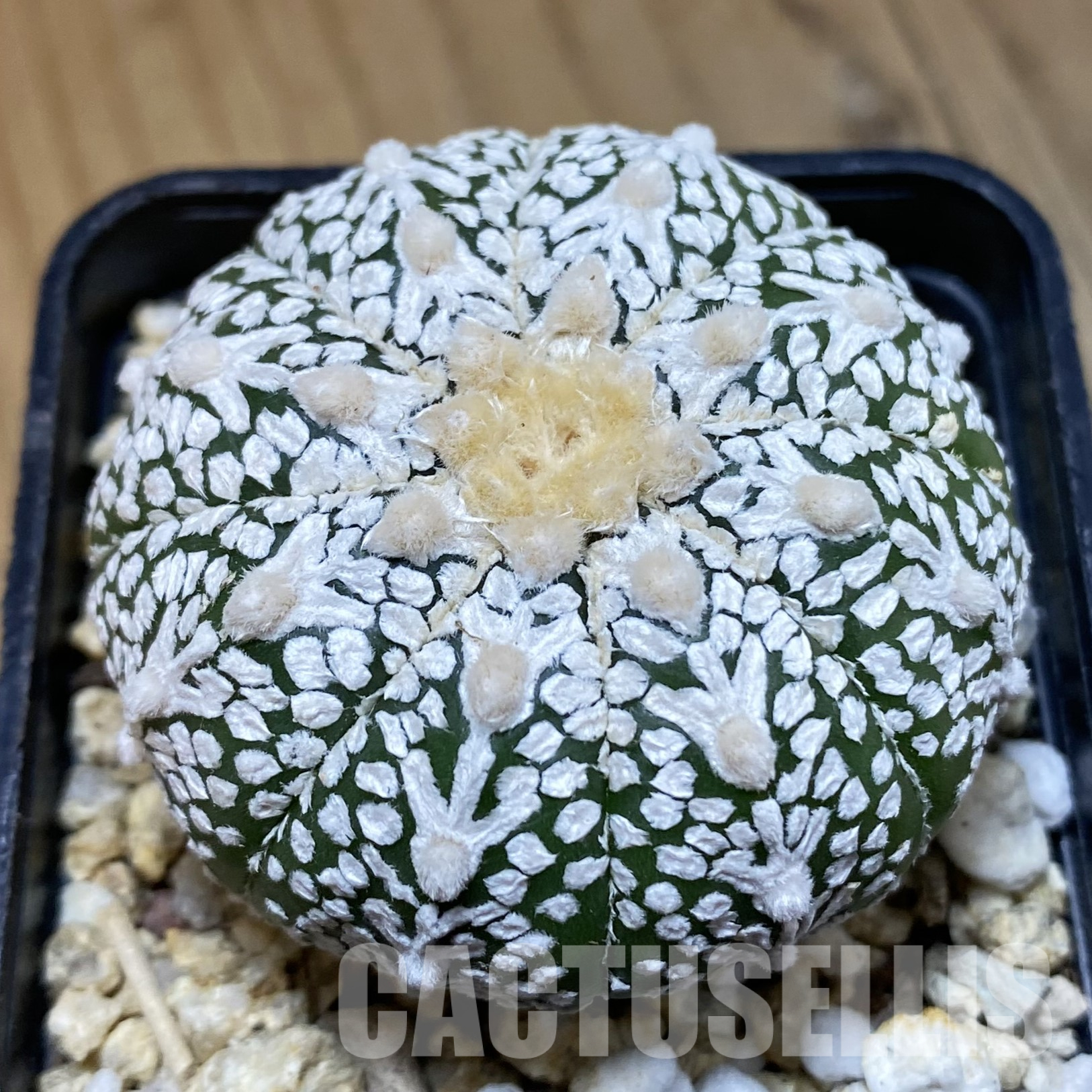 SH32322 Astrophytum asterias ‘Super Kabuto’ V-type