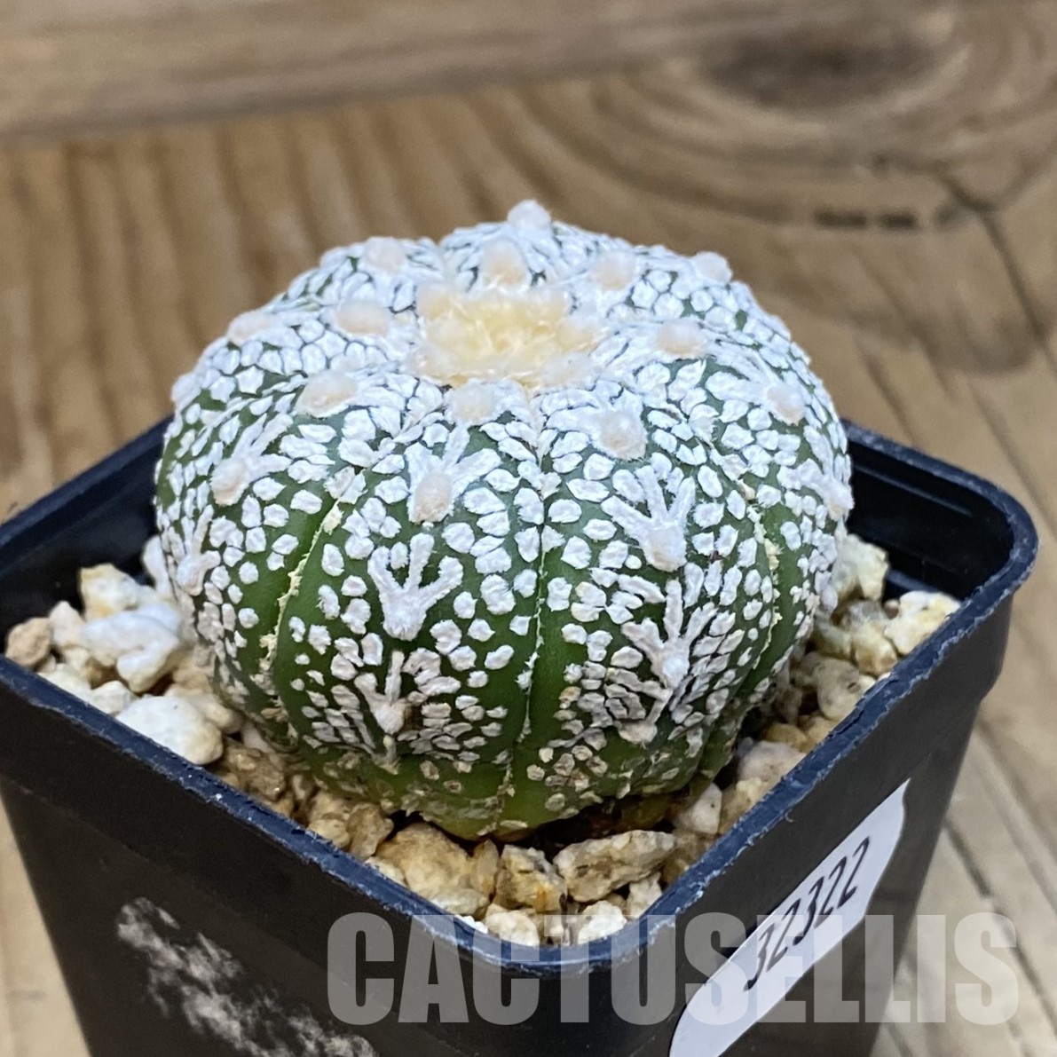 SH32322 Astrophytum asterias ‘Super Kabuto’ V-type - Image 2
