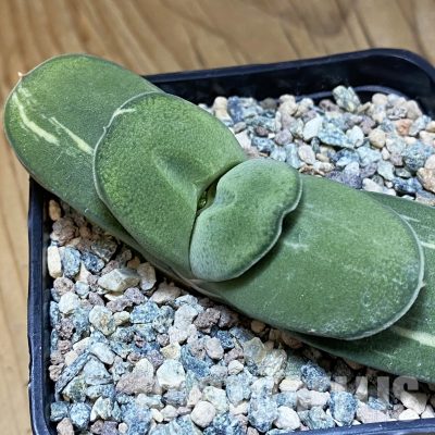 SH32323 Gasteria glomerata f. variegata, clon 2
