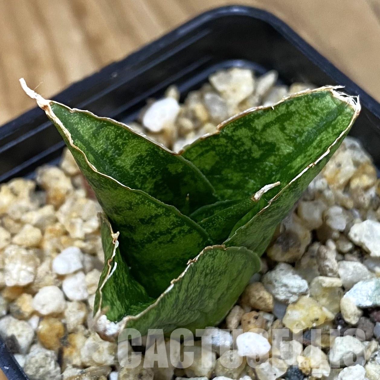 SH32330 Sansevieria ‘Win Win’ hybrid
