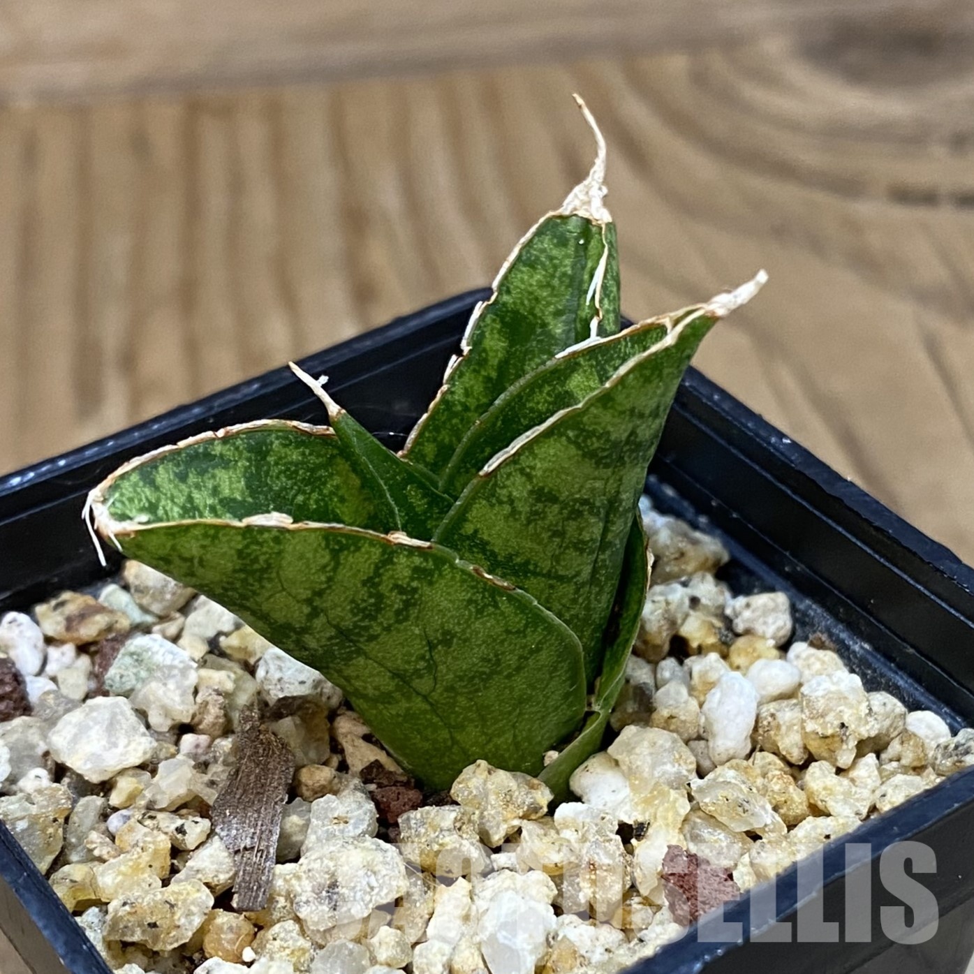 SH32330 Sansevieria ‘Win Win’ hybrid - Image 2
