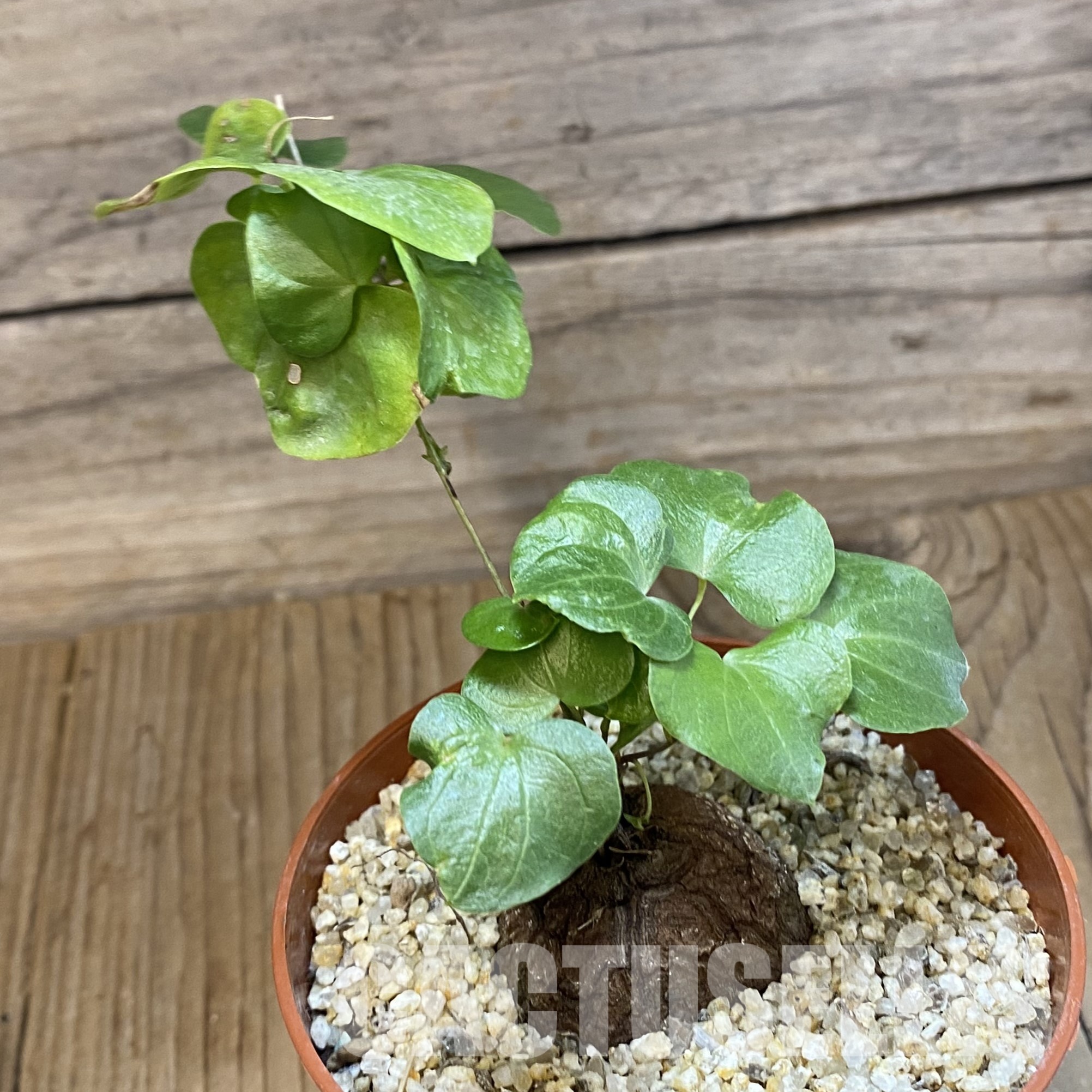 SH32335 Dioscorea elephantipes - Image 2