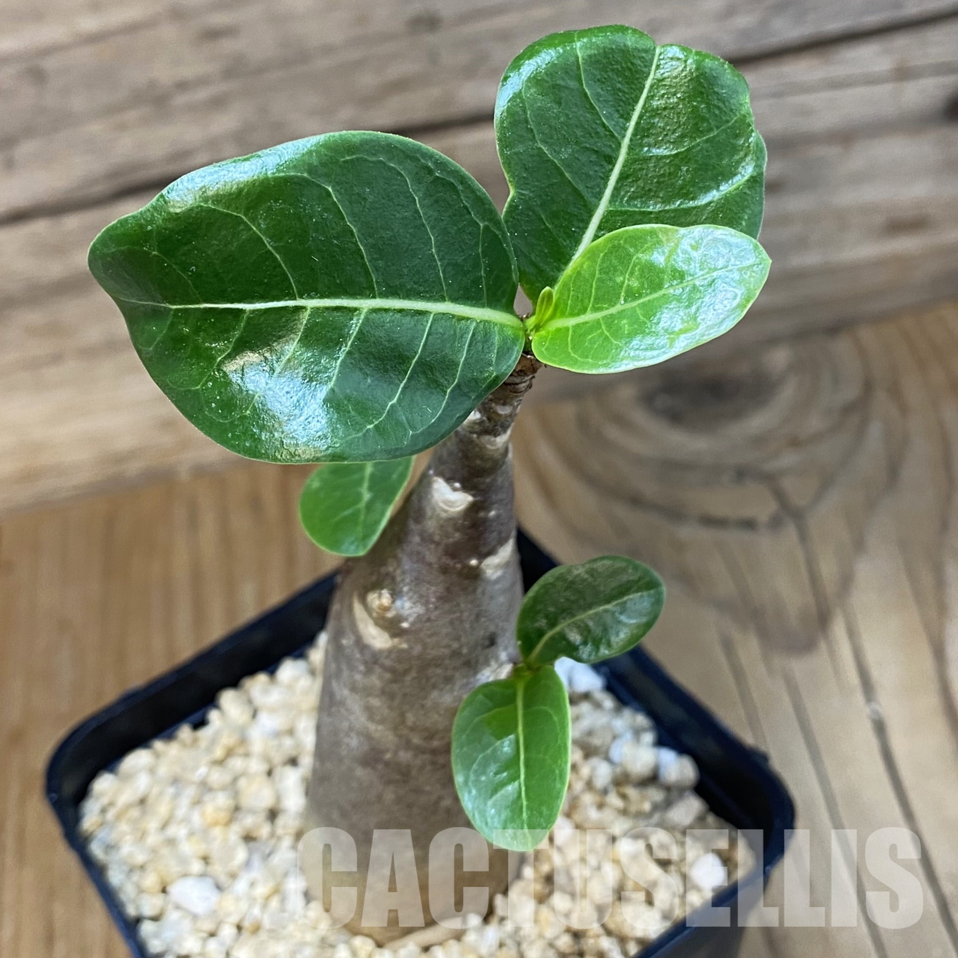 SH32337 Adenium arabicum ‘Black Body’