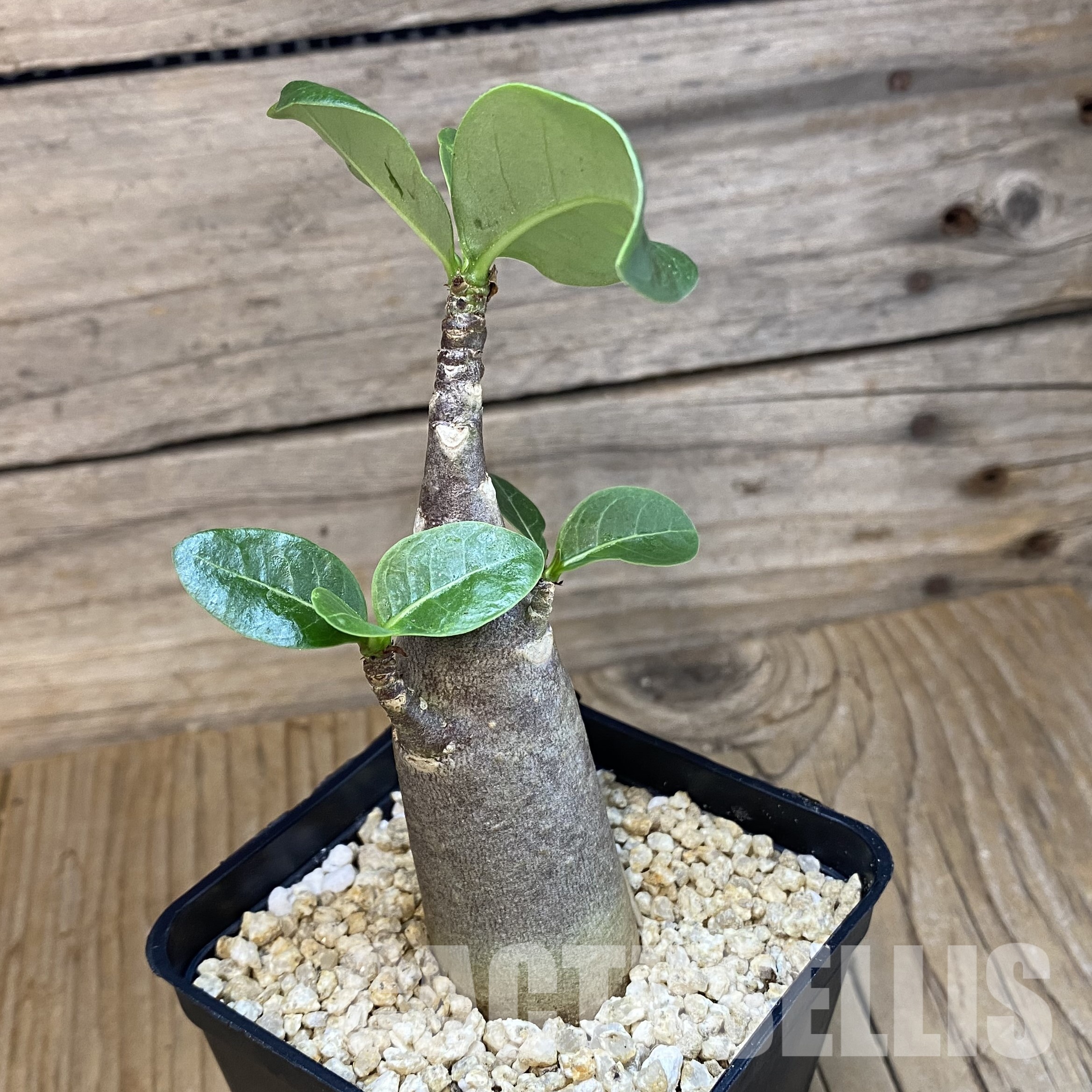 SH32337 Adenium arabicum ‘Black Body’ - Image 2