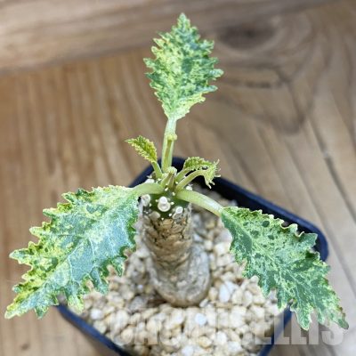 SH32341 Dorstenia hybrid f. variegata